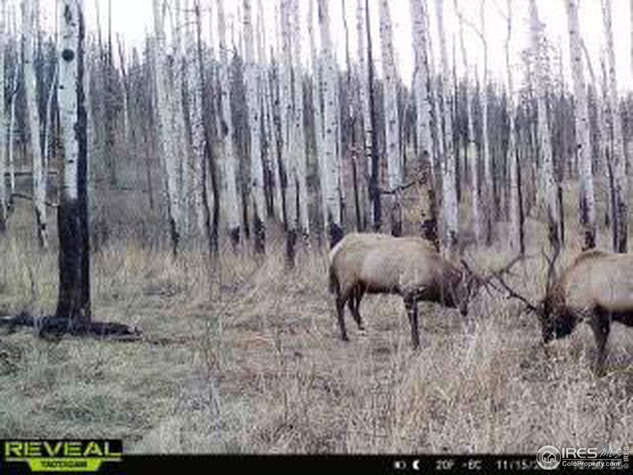 1055 Granite Road Bellvue, CO 80512 - Photo 35 of 36 Gallery Image 35