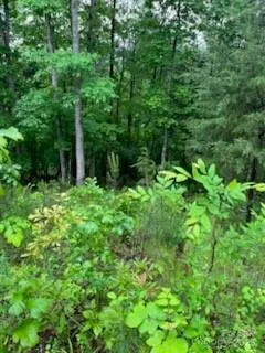 a lush green forest with lots of trees