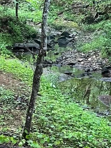 a plant view in yard