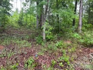 a view of a lush green forest