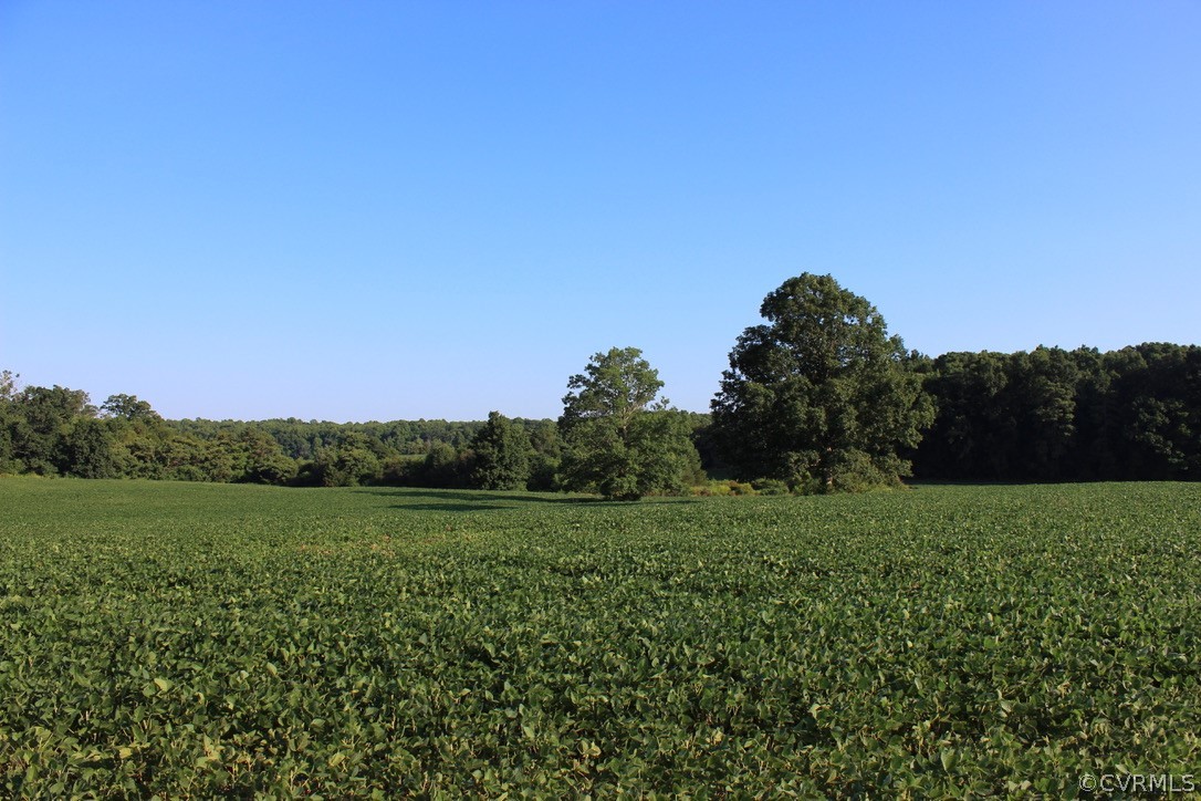 a view of a field with a tree in the background