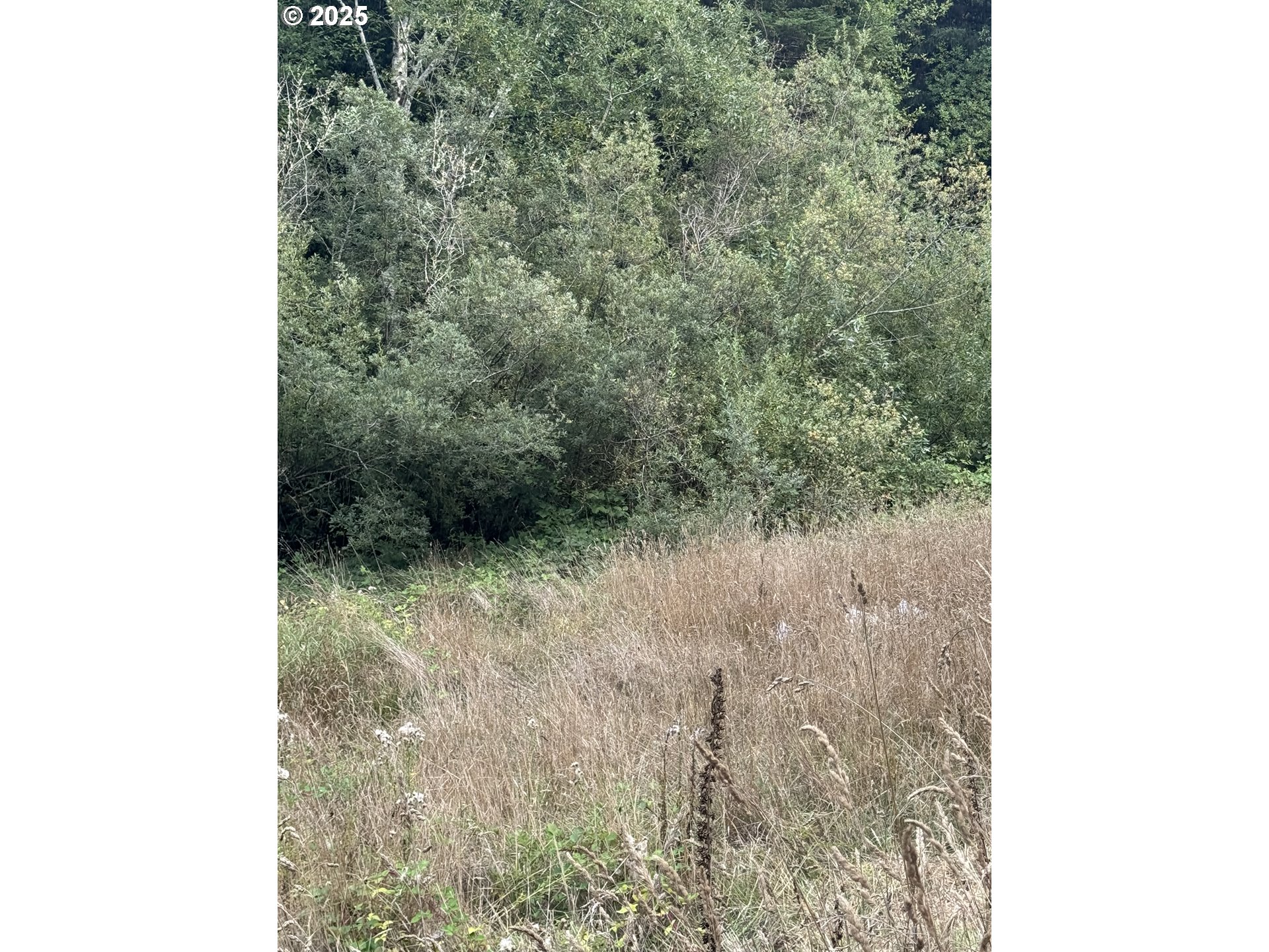 33155 Cedar Valley Drive Gold Beach, OR 97444 - Photo 5 of 14 a view of a dry yard with green space