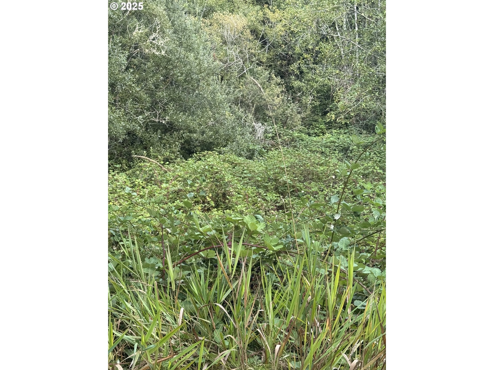 33155 Cedar Valley Drive Gold Beach, OR 97444 - Photo 7 of 14 a close up of a window in a forest