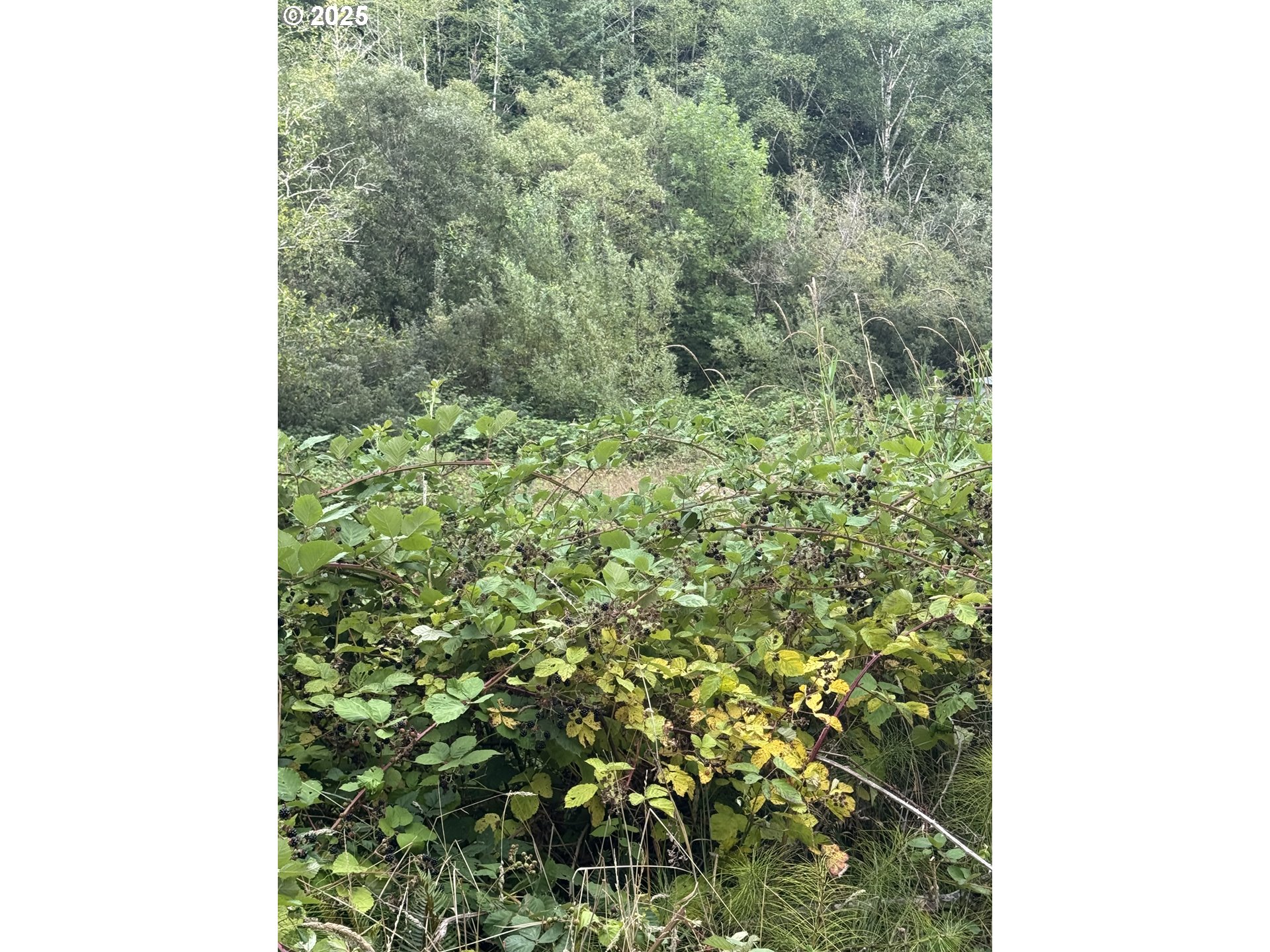 33155 Cedar Valley Drive Gold Beach, OR 97444 - Photo 8 of 14 a view of a forest that has a tree