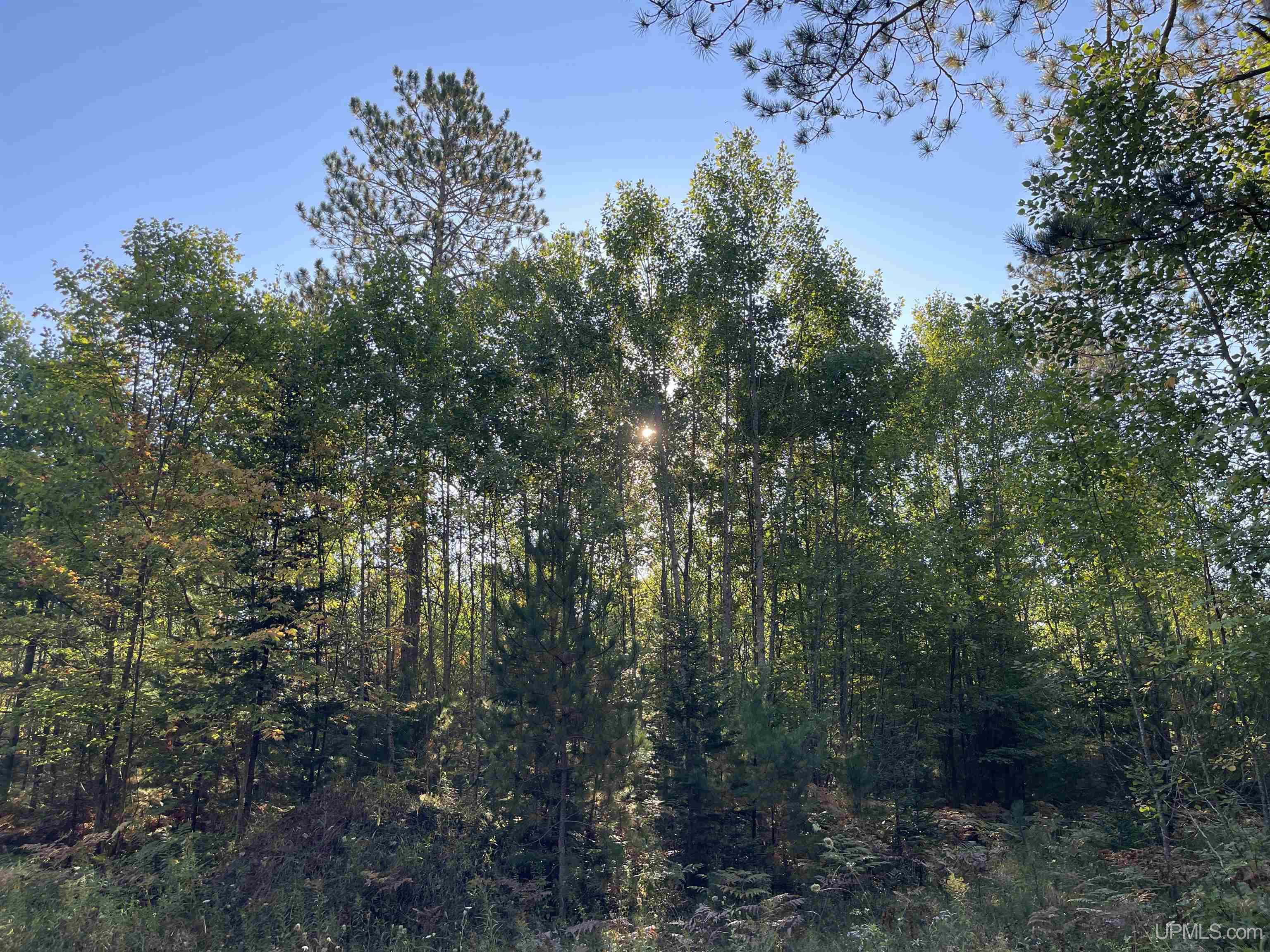 Tbd Coutny Road 436 Road Gulliver, MI 49840 - Photo 24 of 35 Gallery Image 24