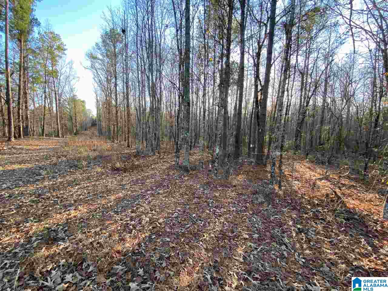 0 Florida Road, Unit 20 ACRES Pell City, AL 35125 - Photo 6 of 6 Gallery Image 6
