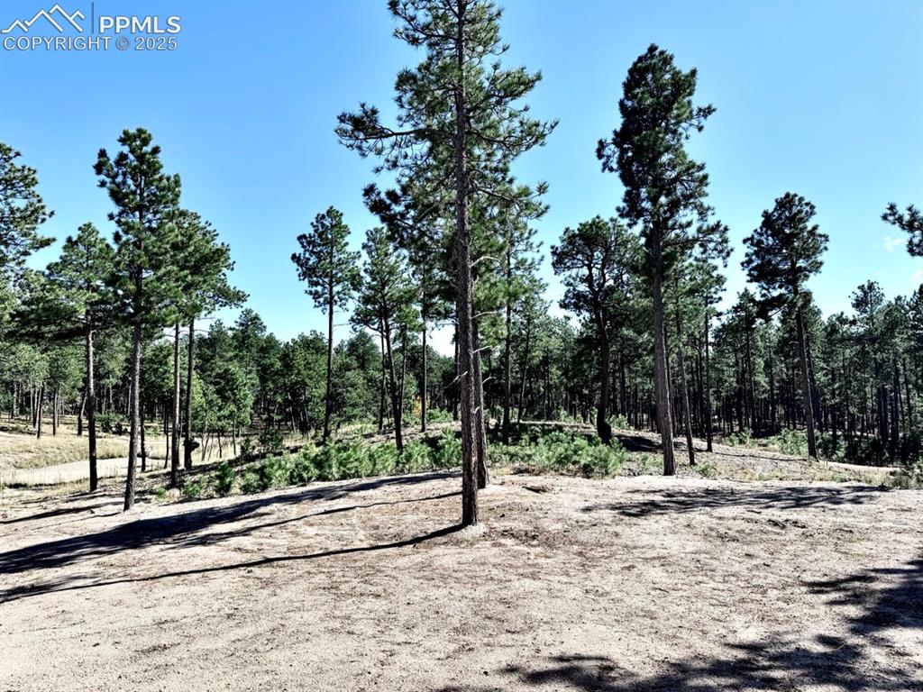 3145 Promise Point Colorado Springs, CO 80921 - Photo 13 of 28 45 Acres of Forest