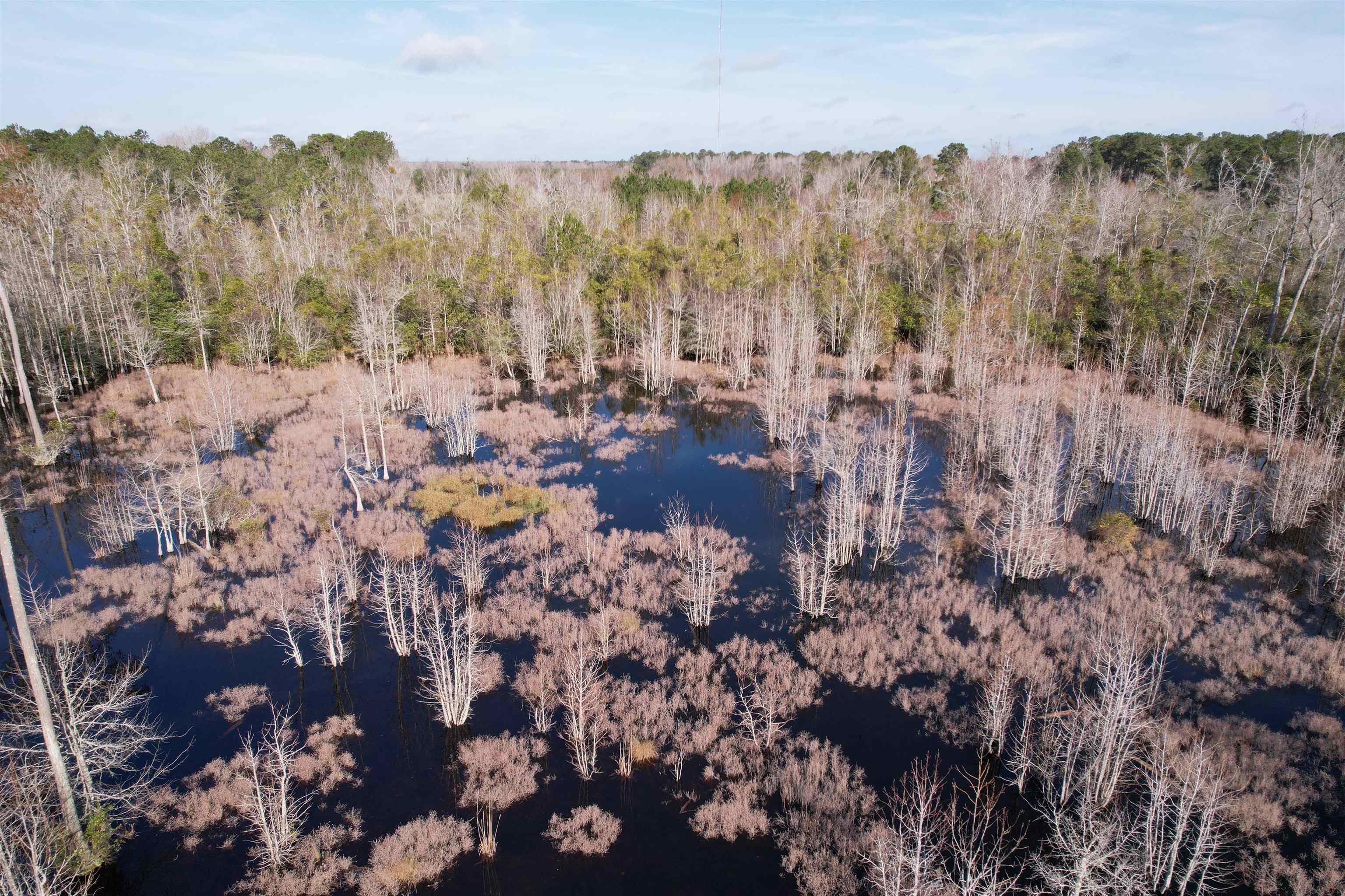 Tbd I M Graham Road Kingstree, SC 29556 - Photo 6 of 9