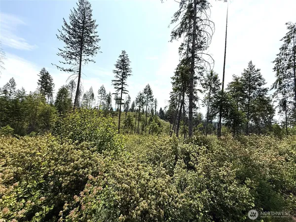 a view of a forest