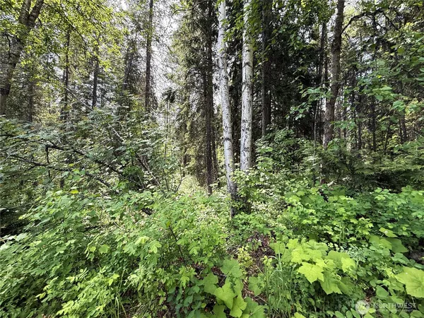 a close up of a tree in a yard
