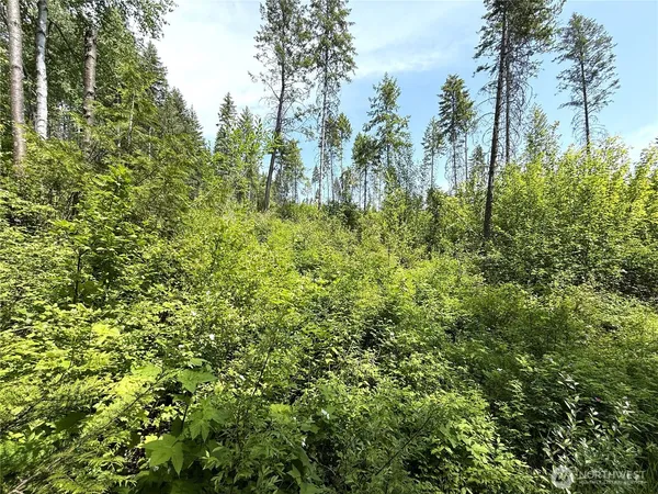 a view of a yard with plants and trees