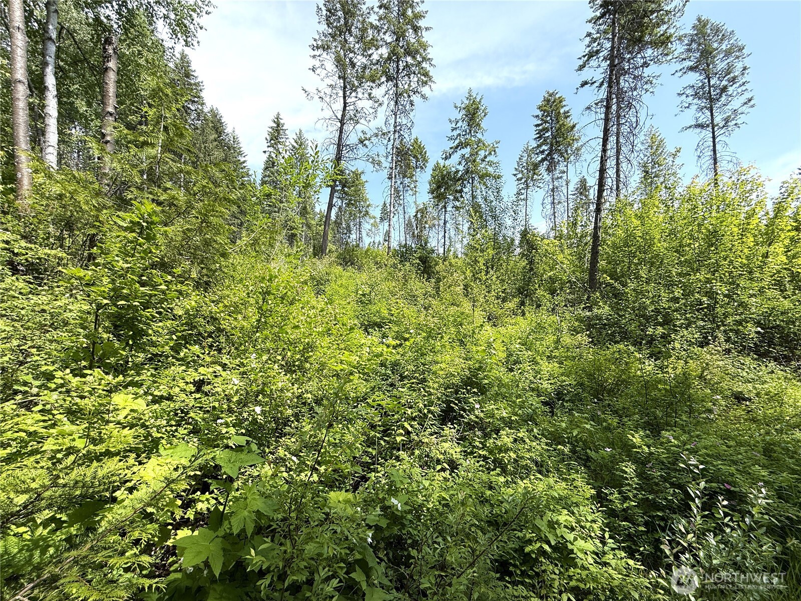 0 Rockabye Lane Curlew, WA 99118 - Photo 20 of 29 a view of a yard with plants and trees