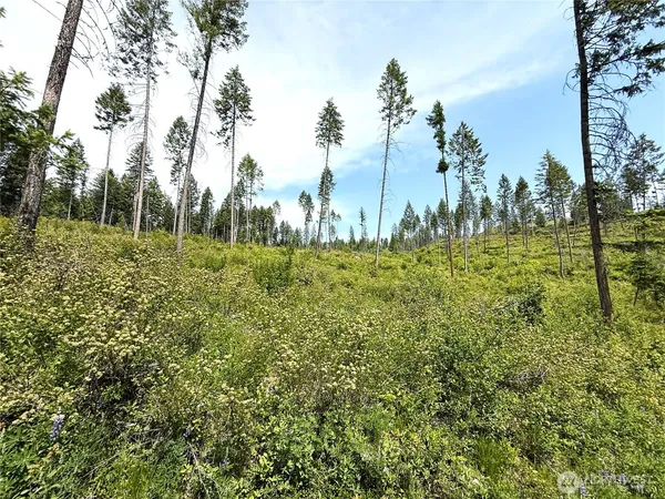 a view of a yard with large trees