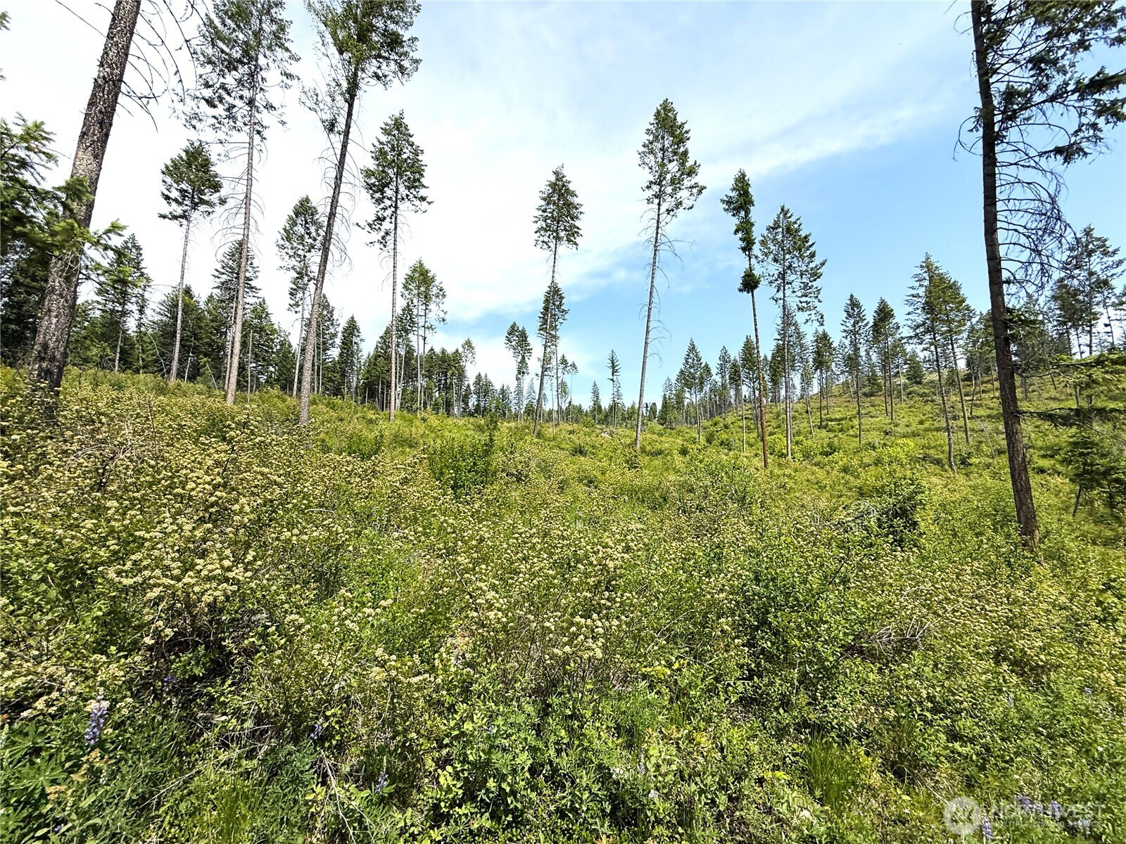 0 Rockabye Lane Curlew, WA 99118 - Photo 23 of 29 a view of a lush green space
