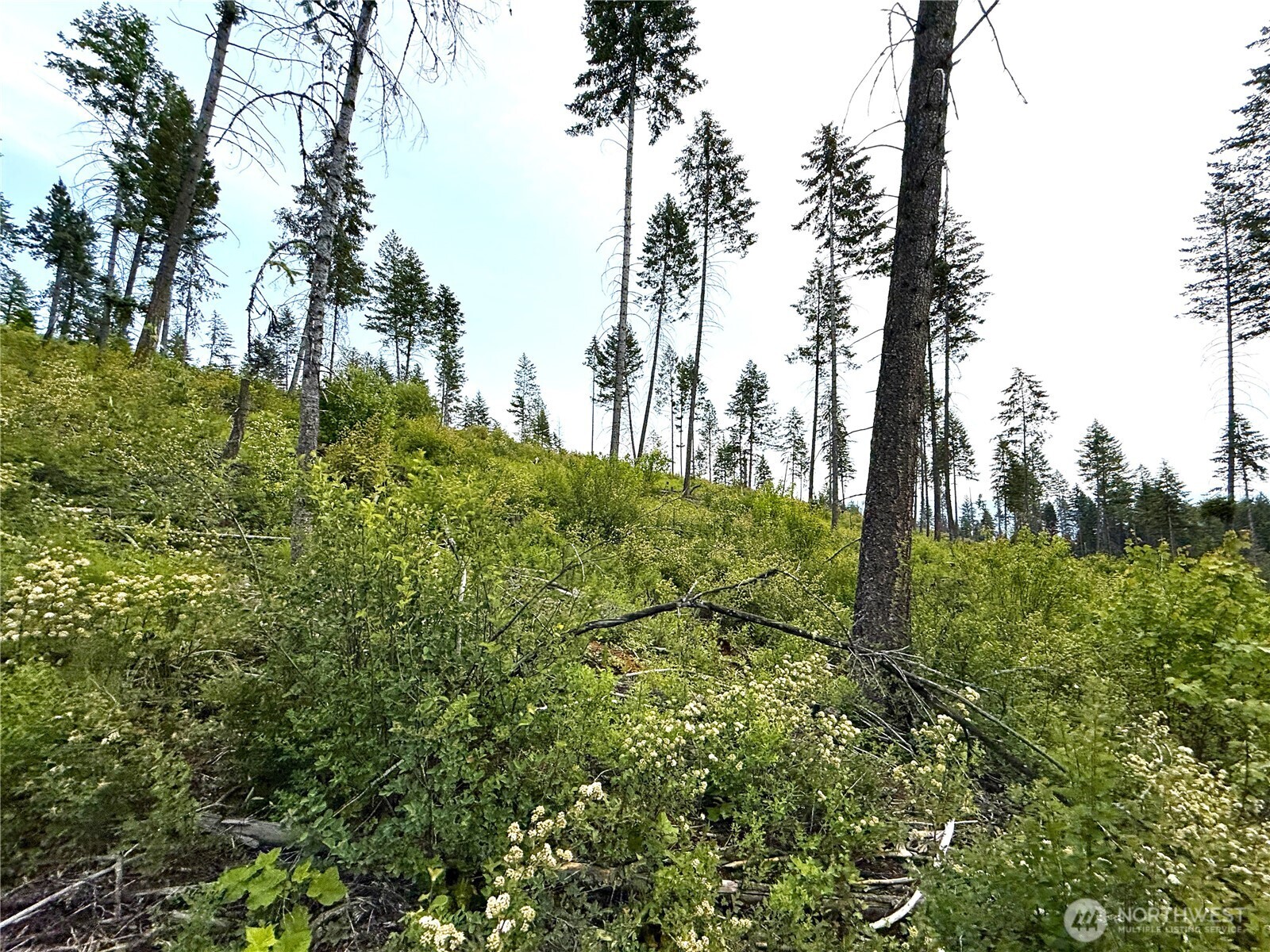 0 Rockabye Lane Curlew, WA 99118 - Photo 29 of 29 a view of a garden