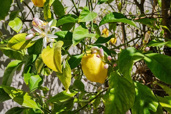 $780,000 | 404 Cabrillo Avenue, Davis, CA 95616