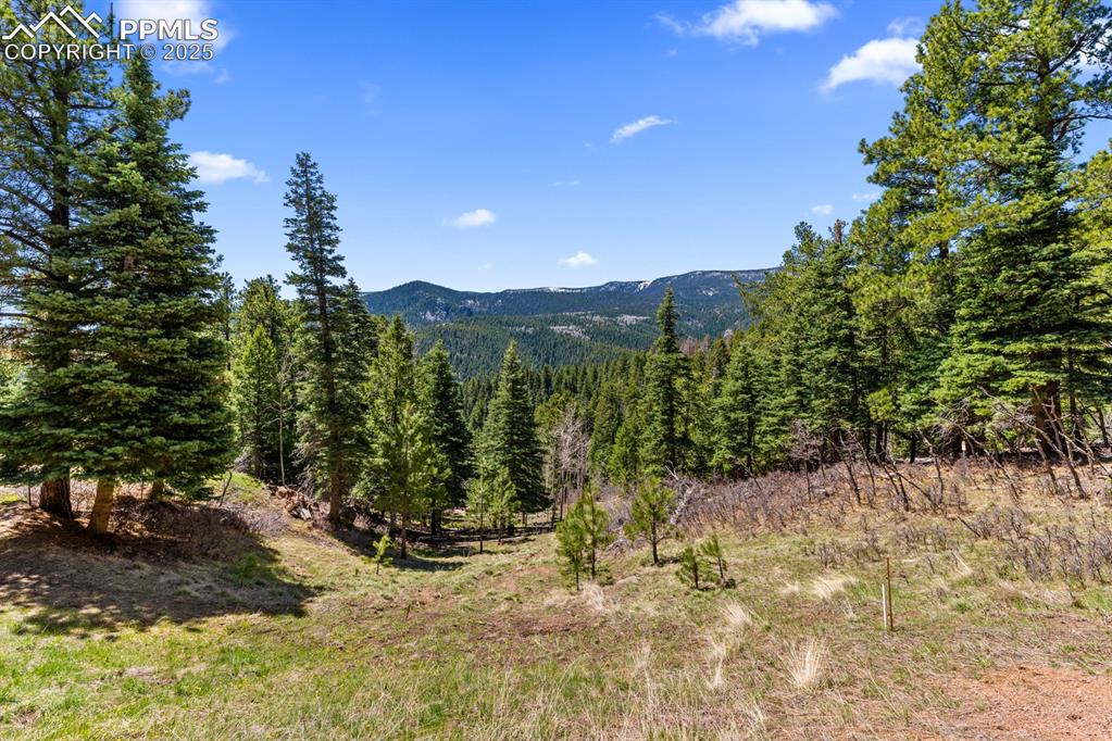163 Wonder Trail Rye, CO 81069 - Photo 50 of 50 a view of a yard with a tree