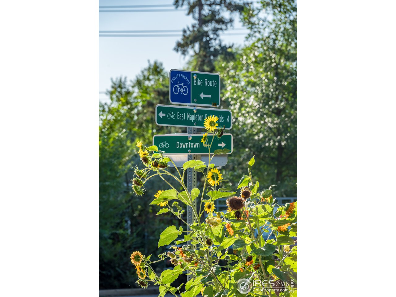 2718 Pine Street, Unit 302 Boulder, CO 80302 - Photo 11 of 24 a picture of a plant in a pot