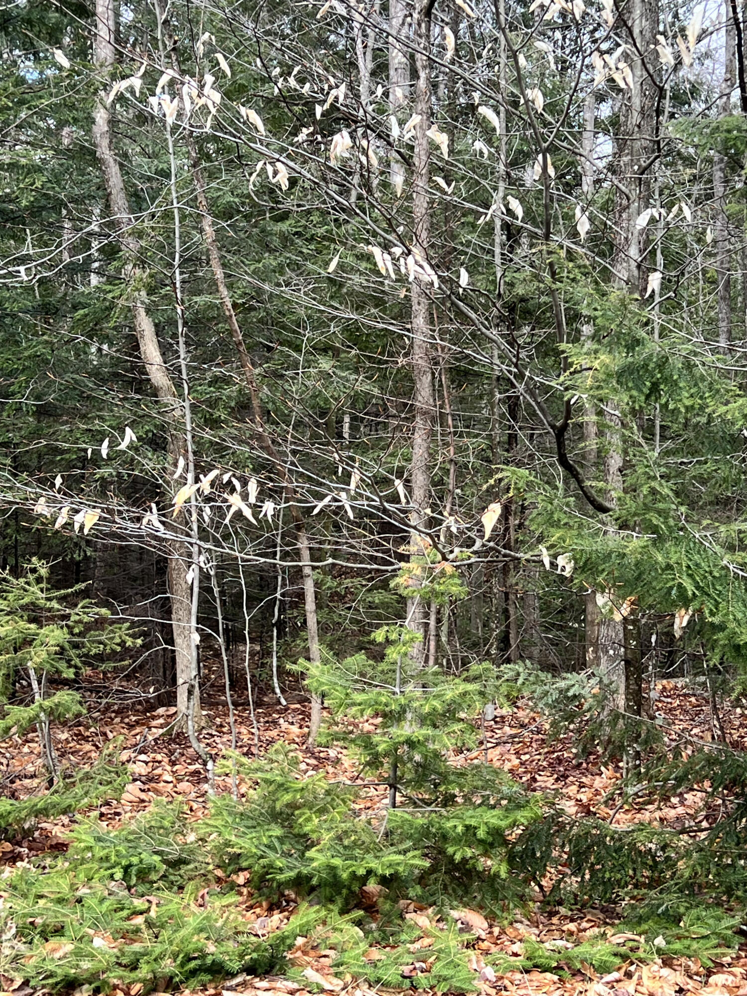 R12-042 Industry Road Farmington, ME 04938 - Photo 5 of 10 IMG_3292