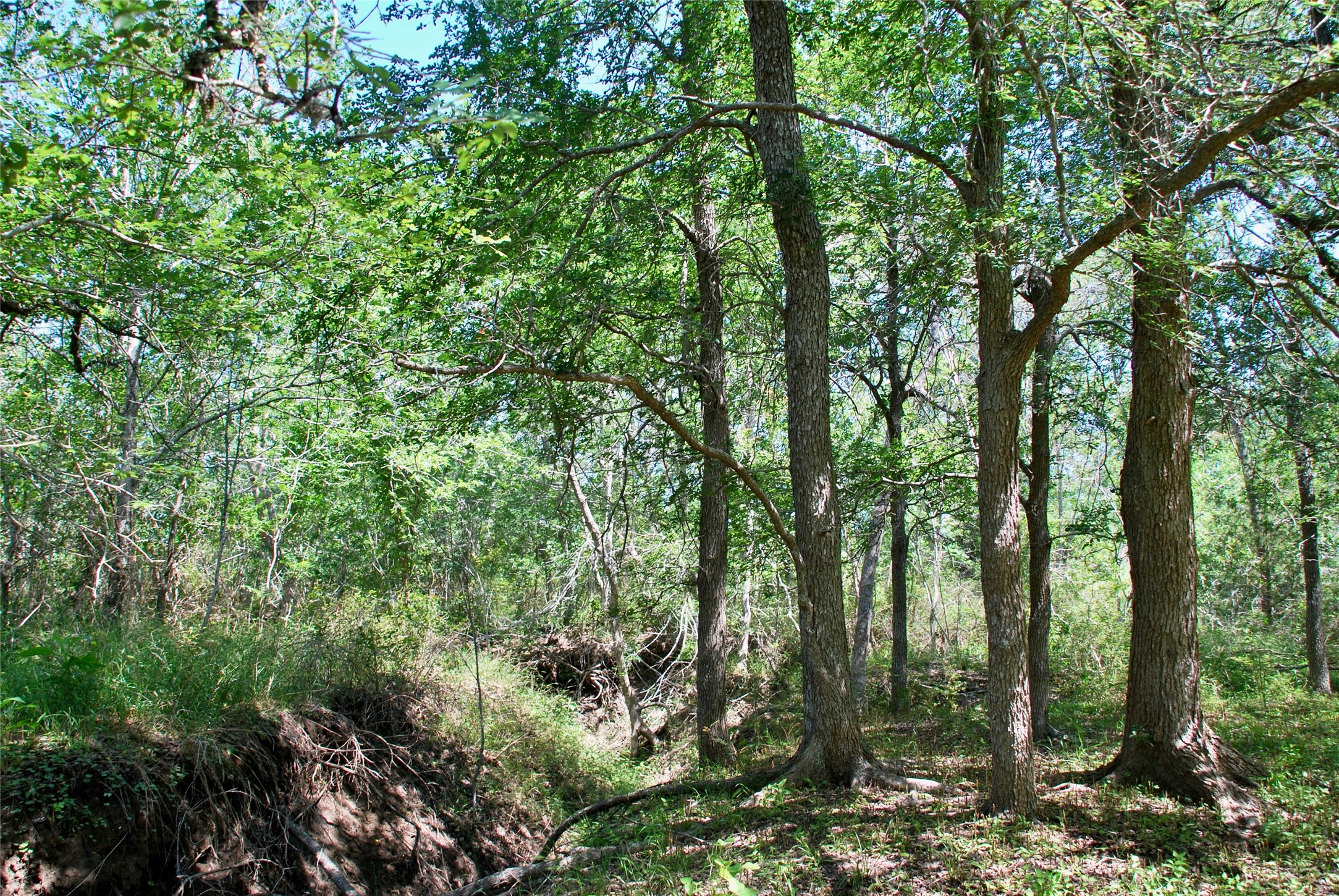 1049 Muehr Road Weimar, TX 78962 - Photo 14 of 24 a view of forest