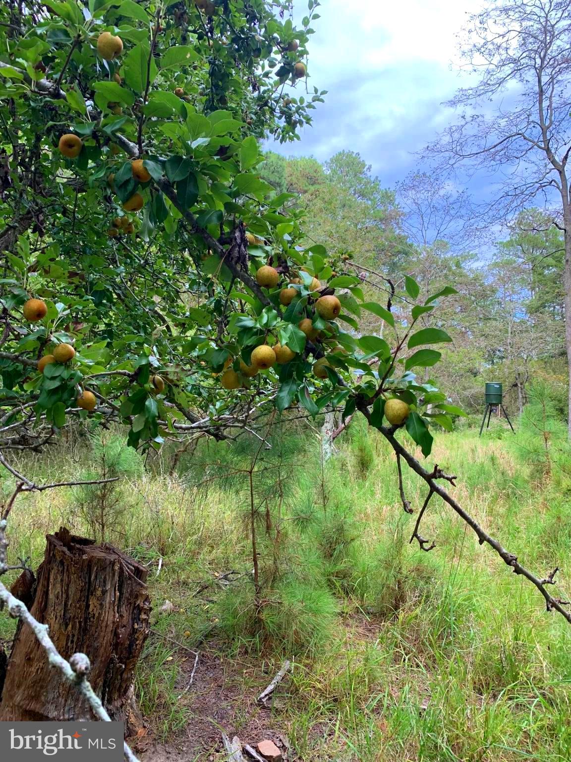 1907 Bishops Head Road Toddville, MD 21672 - Photo 19 of 55