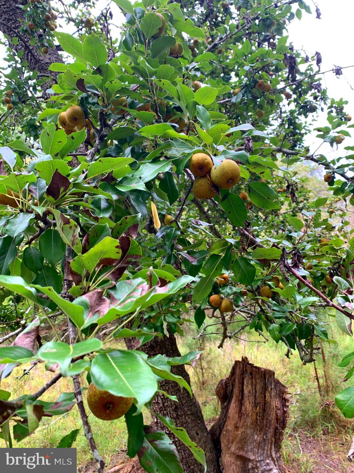 1907 Bishops Head Road Toddville, MD 21672 - Photo 20 of 55
