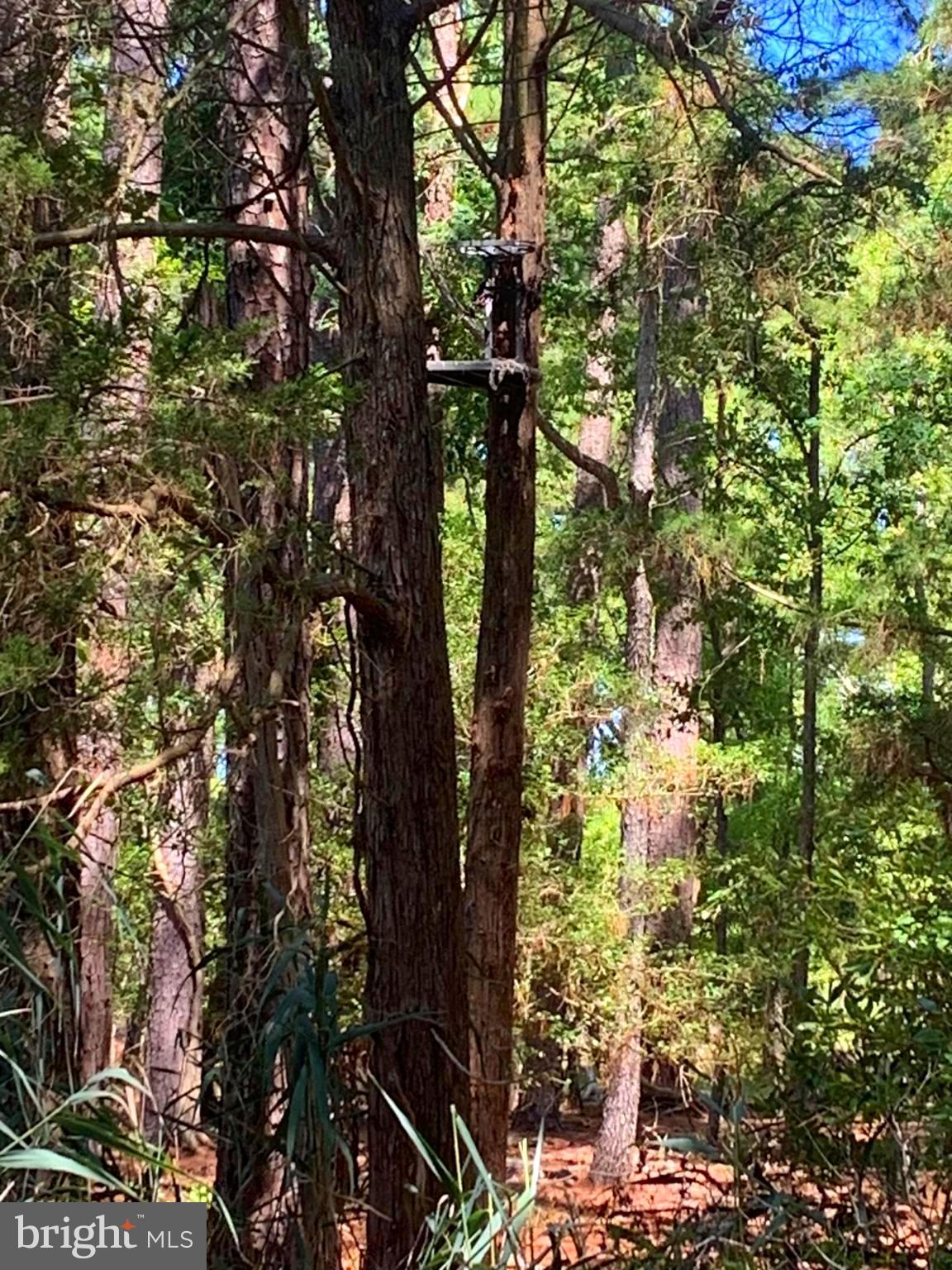 1907 Bishops Head Road Toddville, MD 21672 - Photo 22 of 55