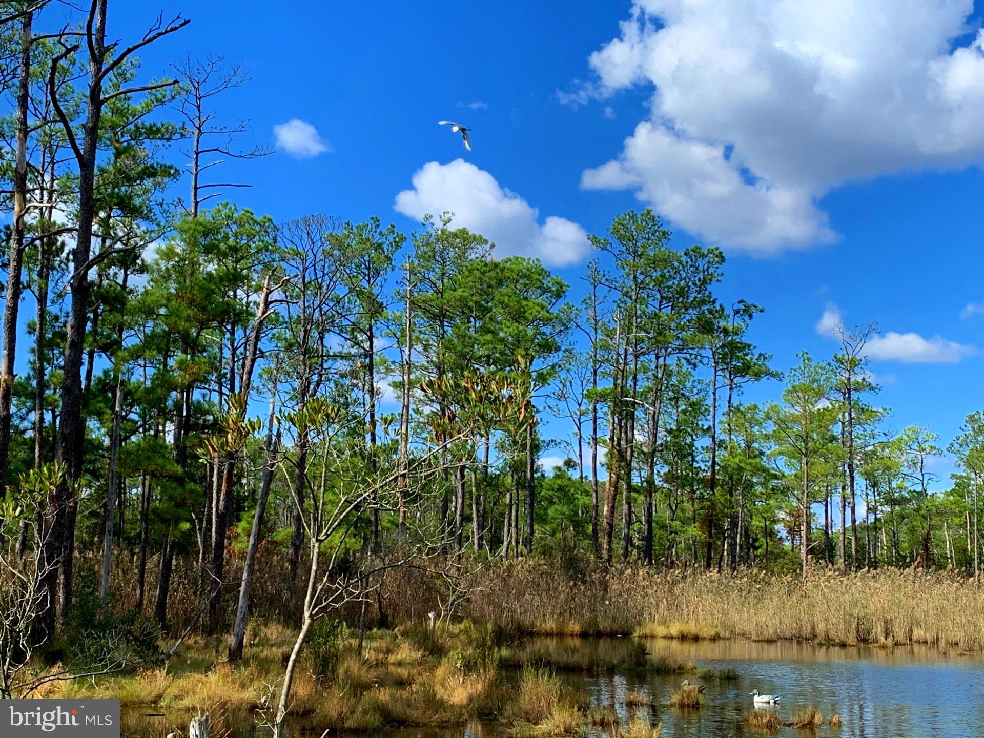 1907 Bishops Head Road Toddville, MD 21672 - Photo 25 of 55