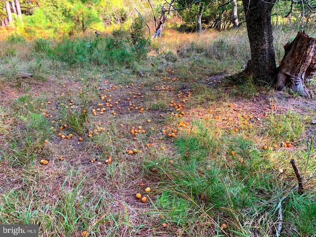 $268,000 | 1907 Bishops Head Road, Toddville, MD 21672