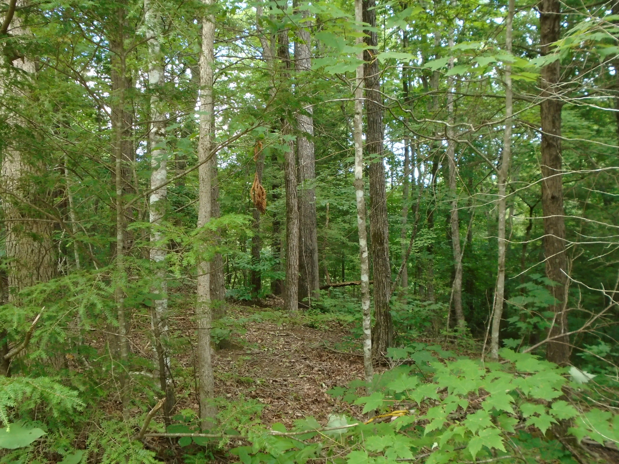 370 Laurel Road Townsend, TN 37882 - Photo 4 of 4 DSC02161