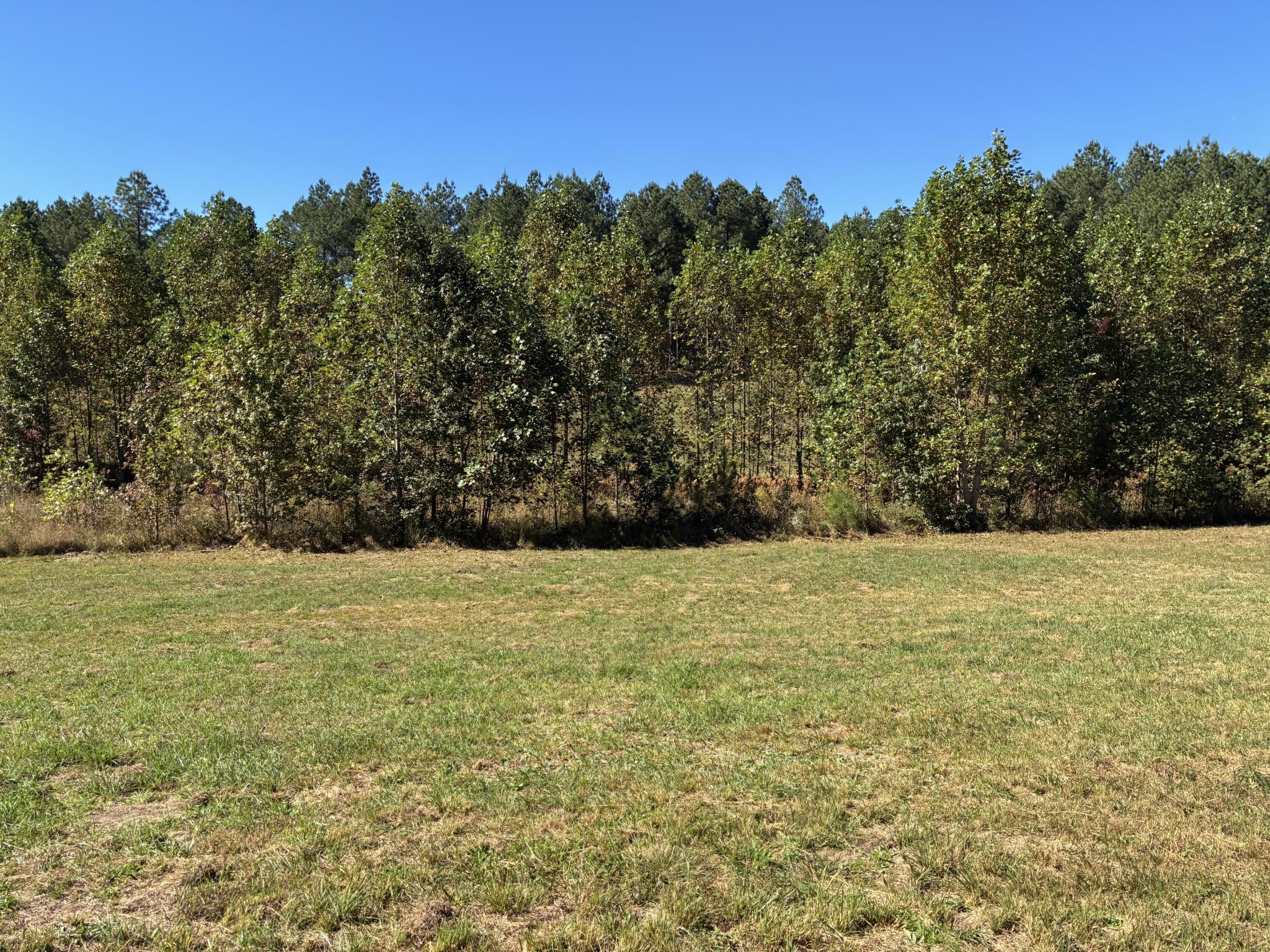 241 Pappy Road Jasper, TN 37347 - Photo 14 of 40 a view of yard with large trees