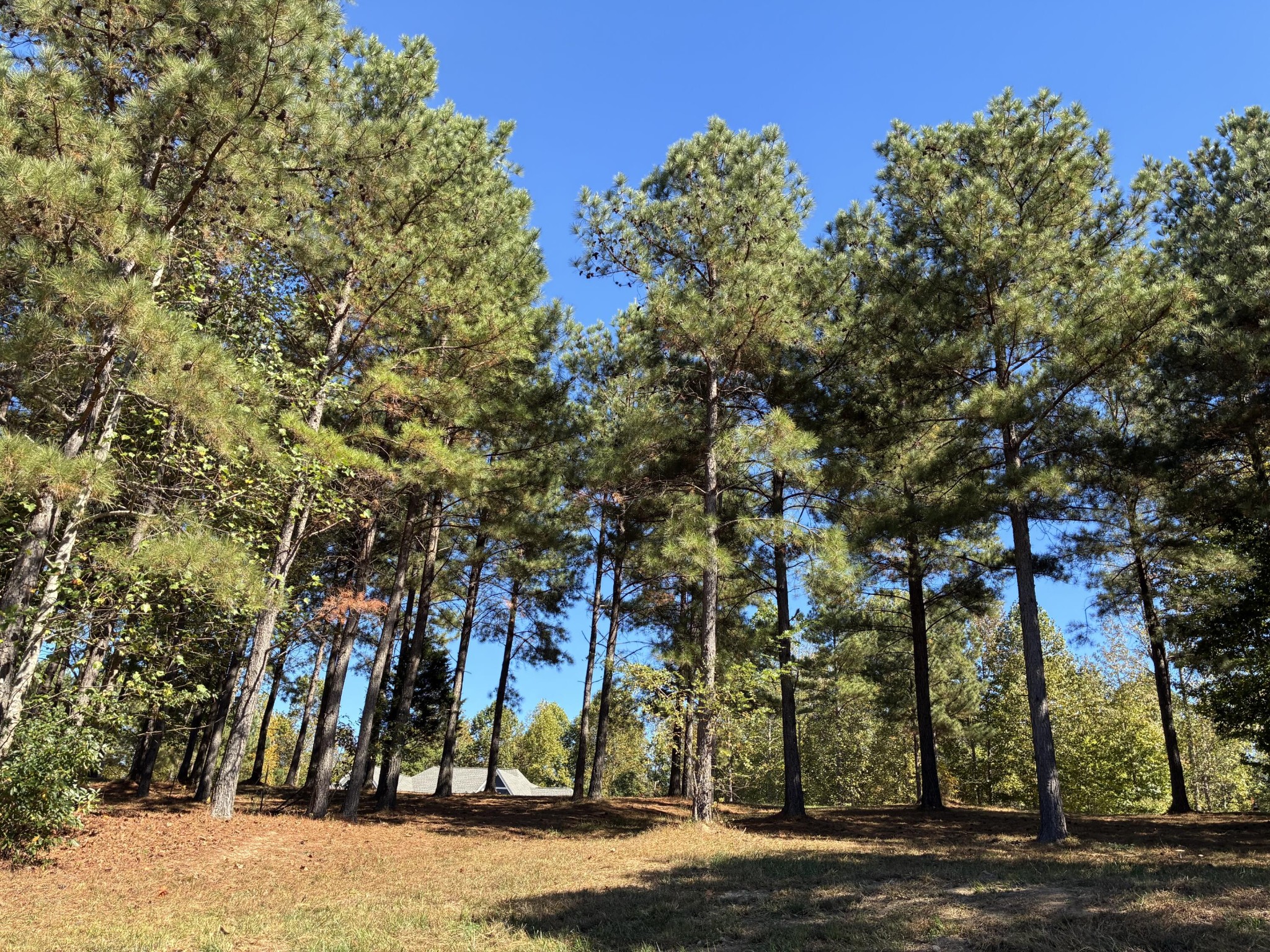 241 Pappy Road Jasper, TN 37347 - Photo 16 of 40