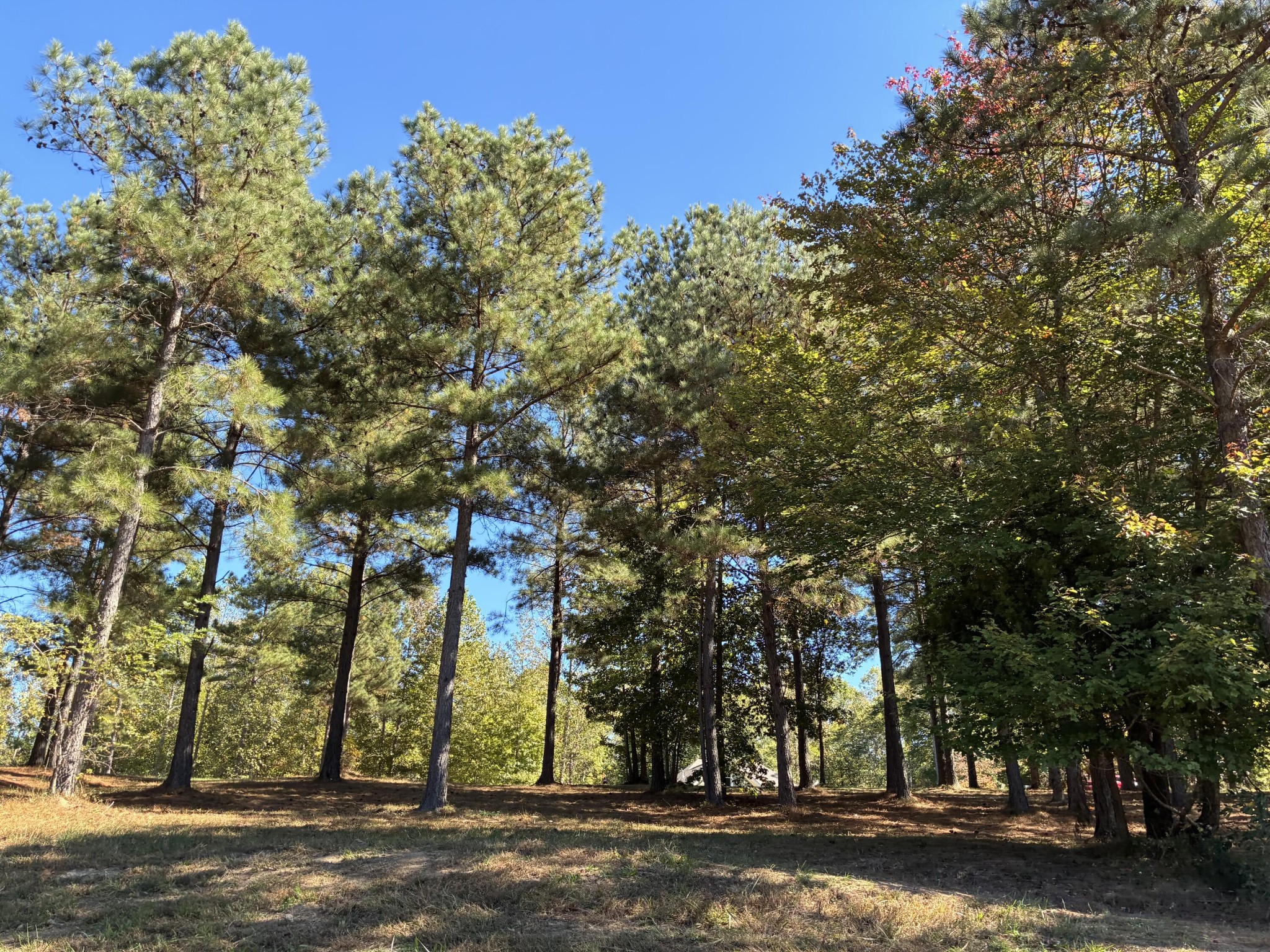 241 Pappy Road Jasper, TN 37347 - Photo 17 of 40 not sure