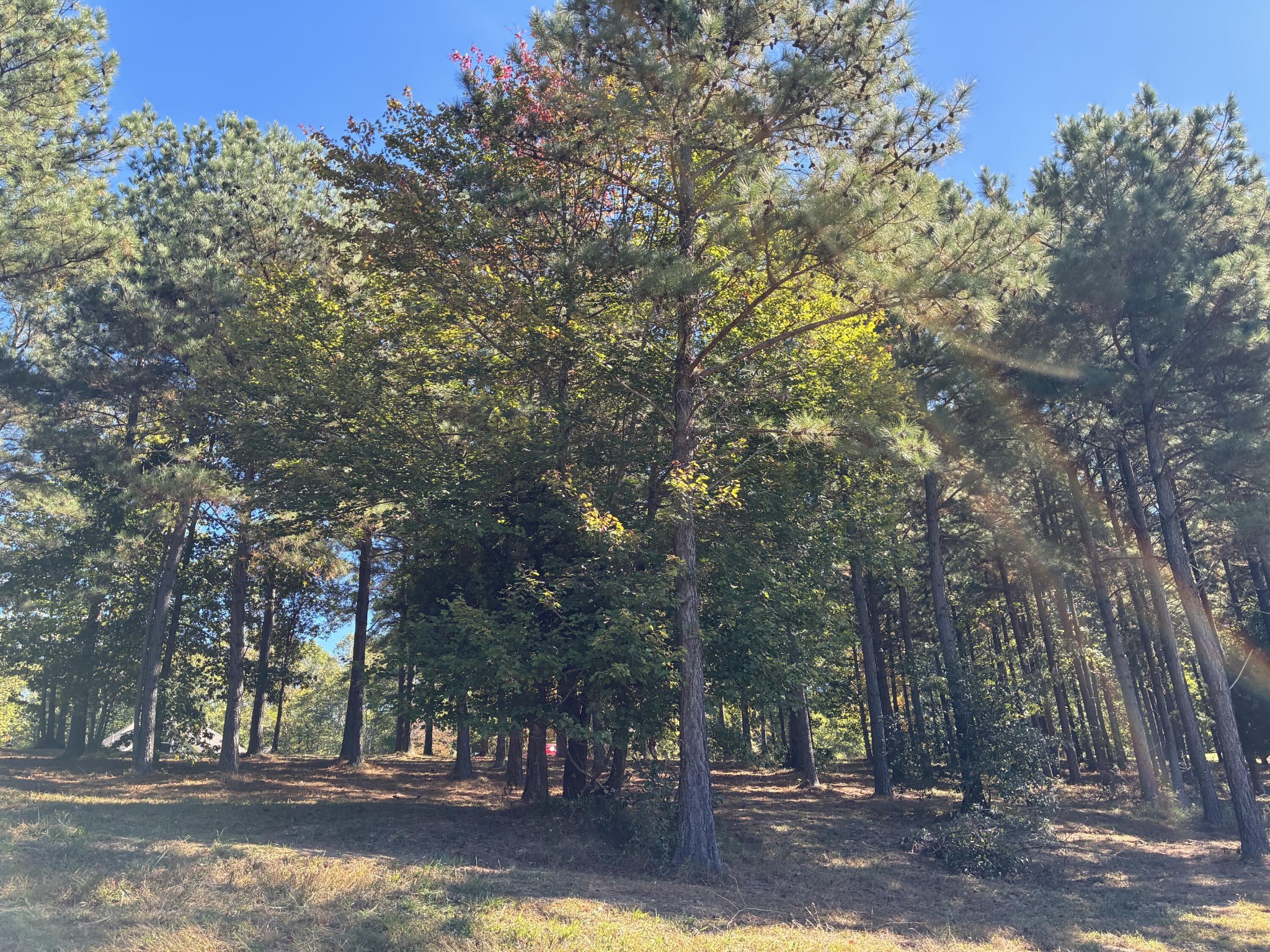 241 Pappy Road Jasper, TN 37347 - Photo 18 of 40 a view of road with trees