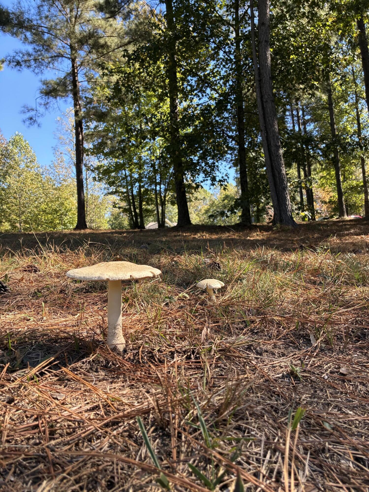 241 Pappy Road Jasper, TN 37347 - Photo 19 of 40 a view of a yard with plants and trees