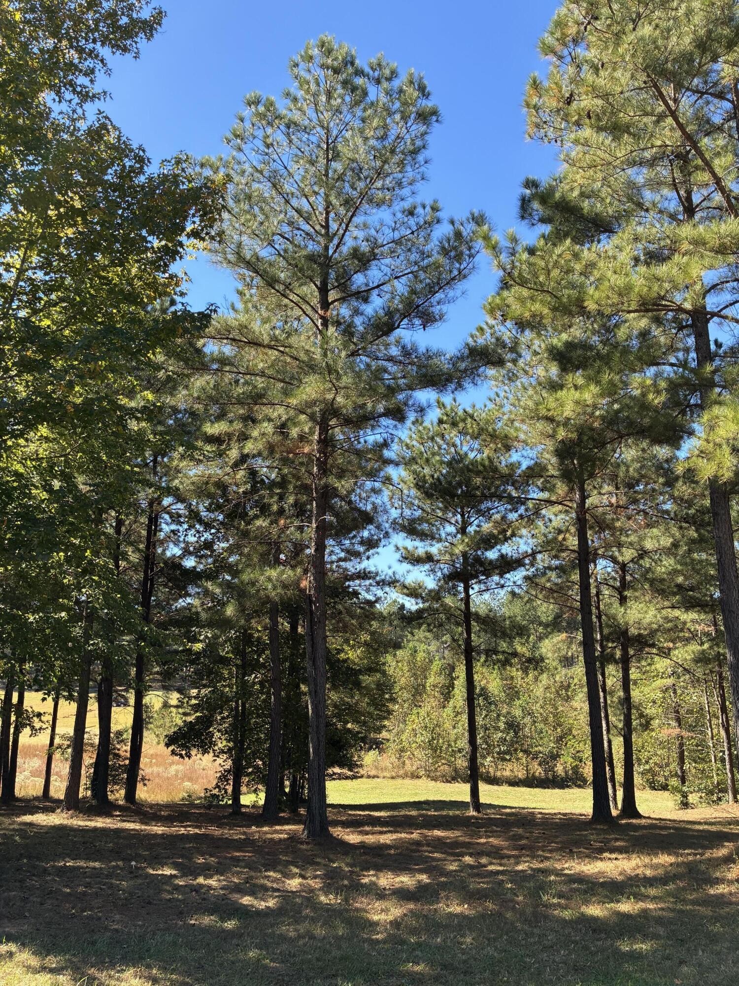 241 Pappy Road Jasper, TN 37347 - Photo 21 of 40 a view of street along with trees