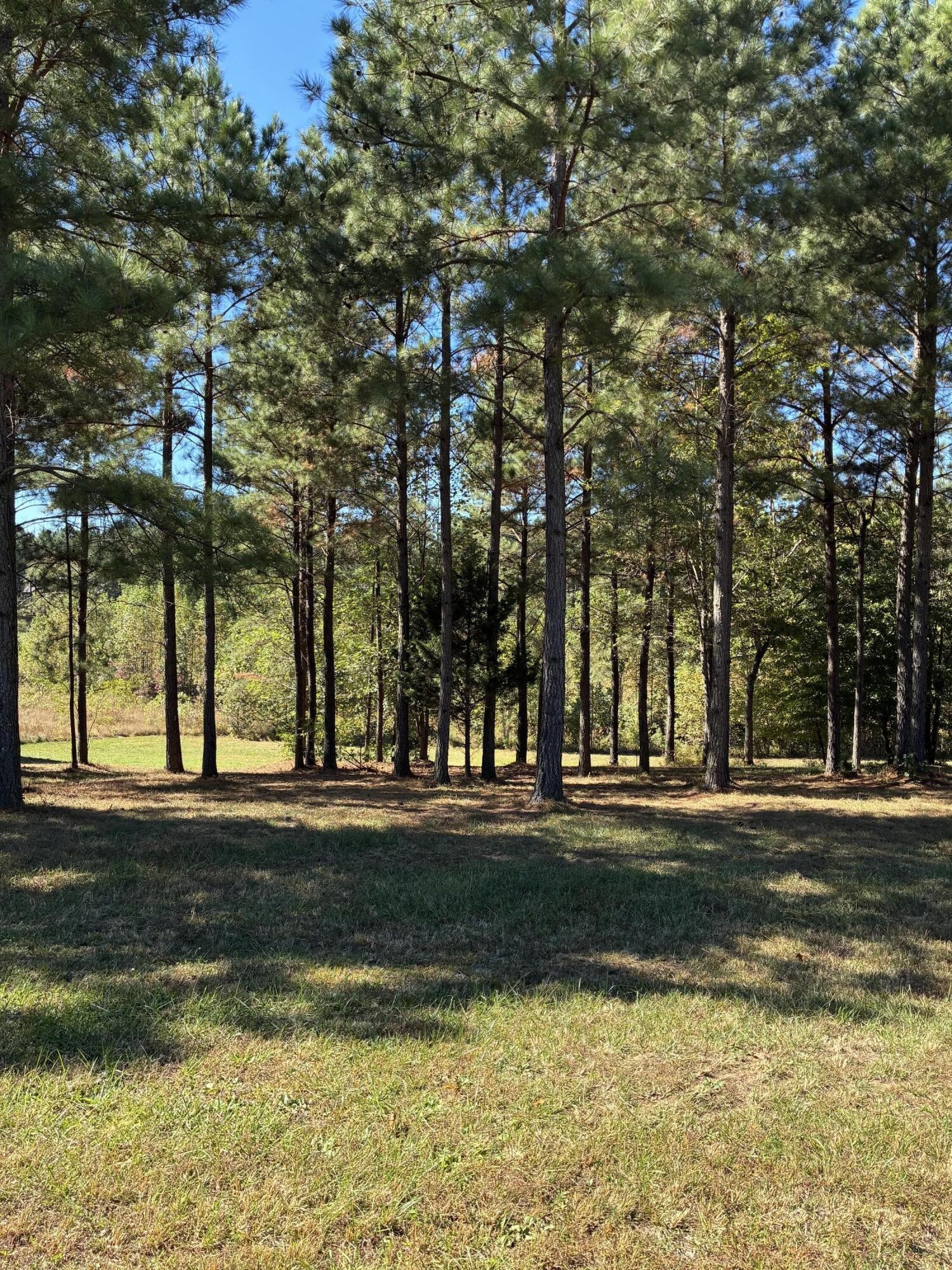 241 Pappy Road Jasper, TN 37347 - Photo 22 of 40 a view of a park that has large trees