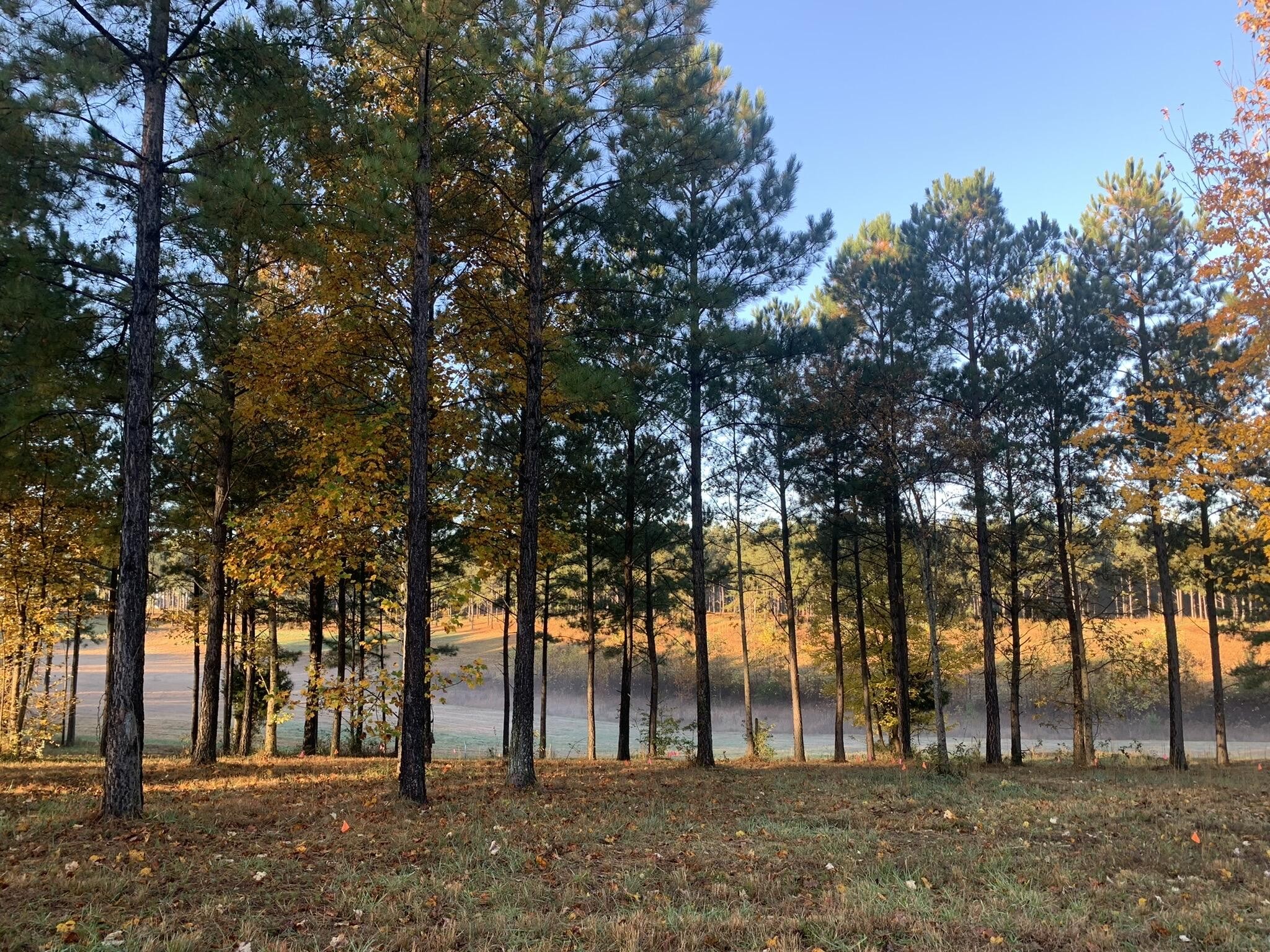 241 Pappy Road Jasper, TN 37347 - Photo 24 of 40 a view of outdoor space with trees
