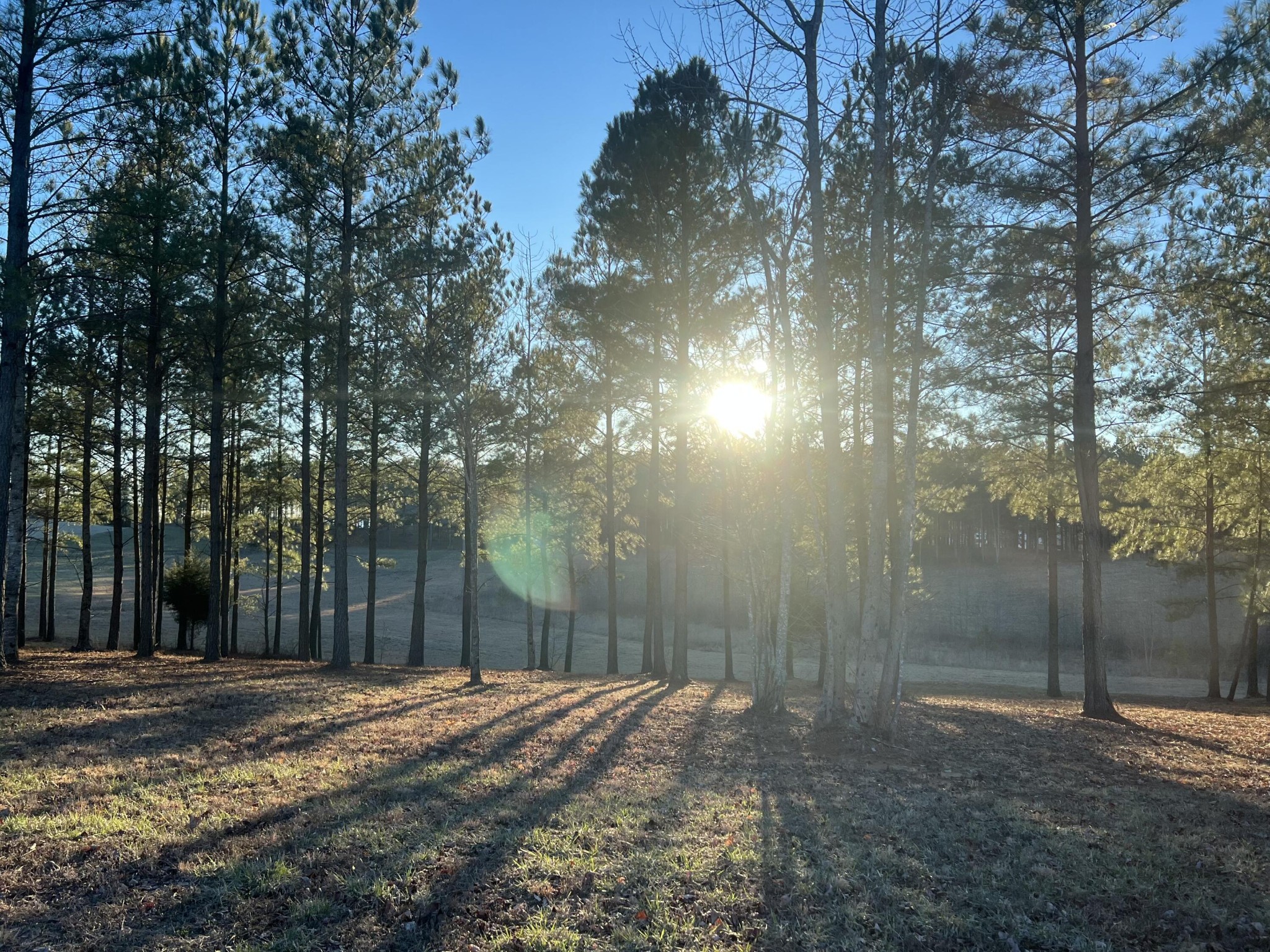 241 Pappy Road Jasper, TN 37347 - Photo 25 of 40 a backyard of a house with large trees