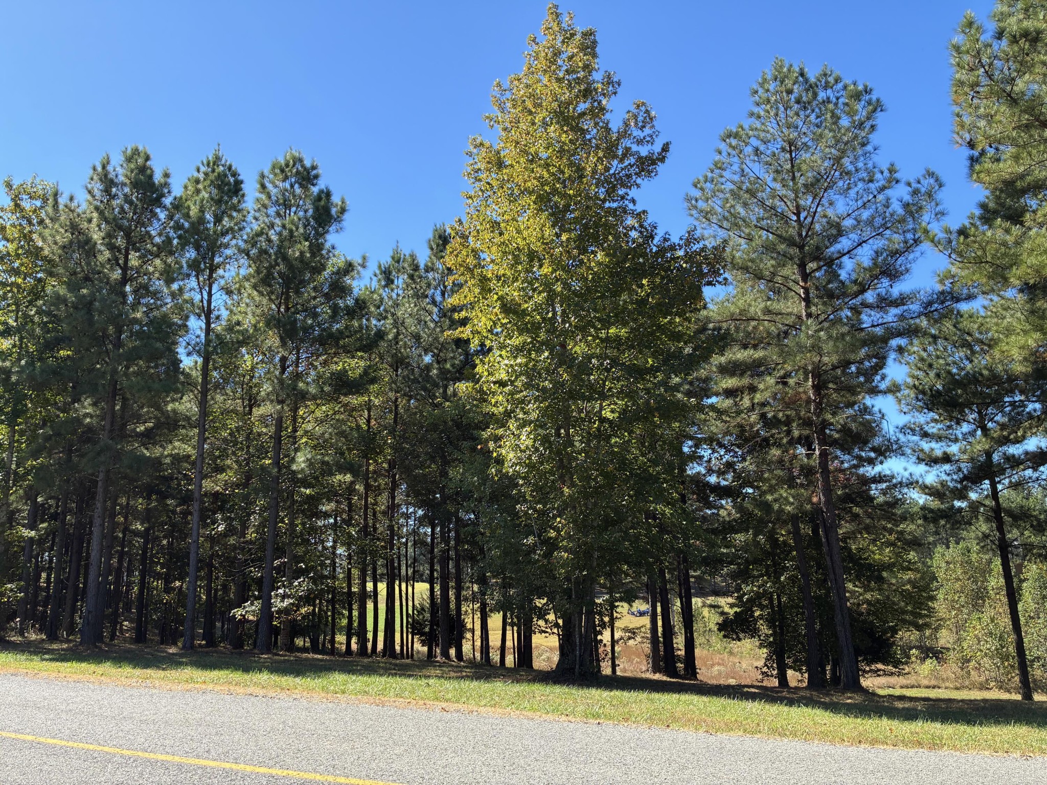 241 Pappy Road Jasper, TN 37347 - Photo 4 of 40 a view of a trees in a yard