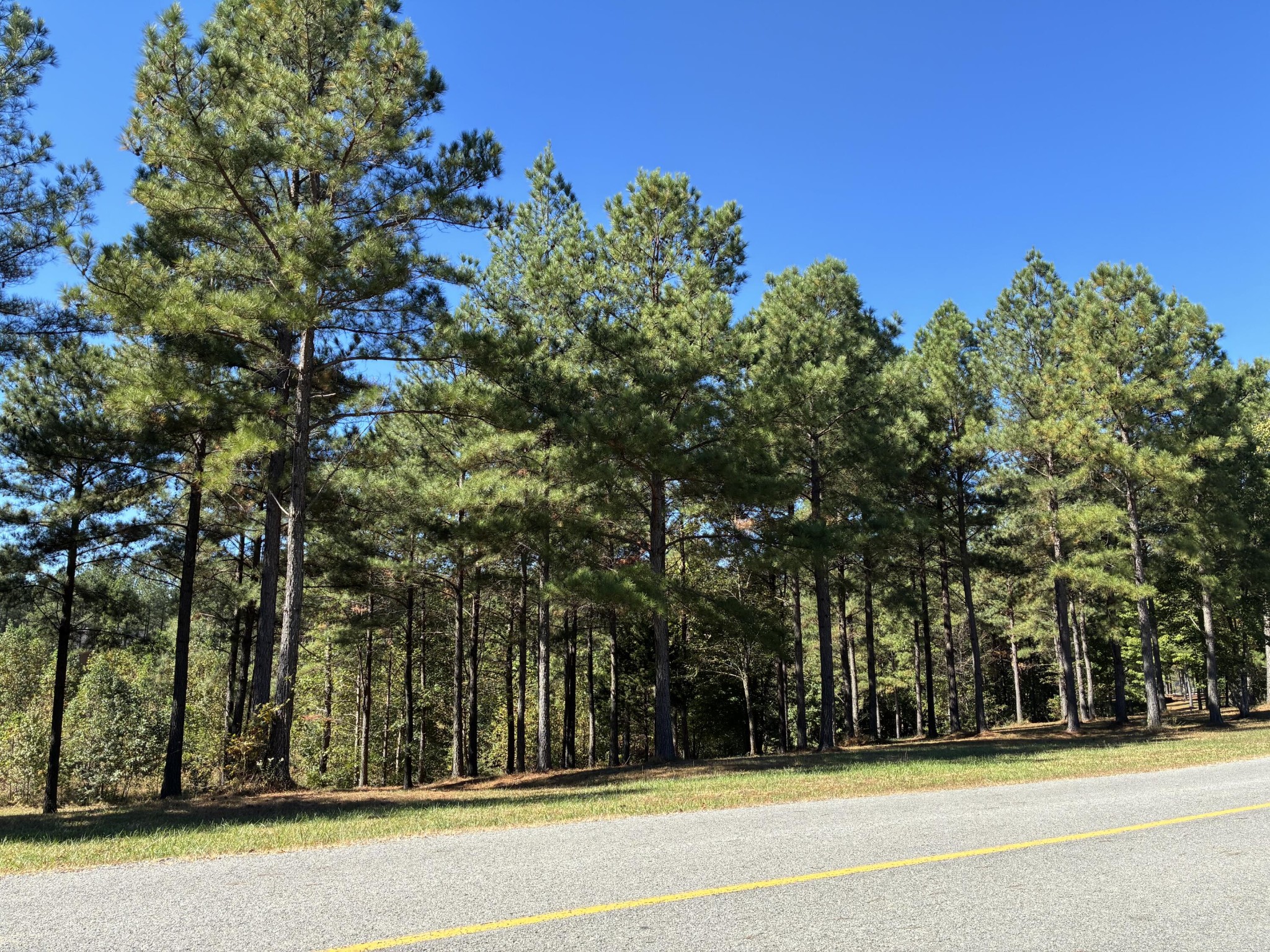 241 Pappy Road Jasper, TN 37347 - Photo 5 of 40 a view of a yard