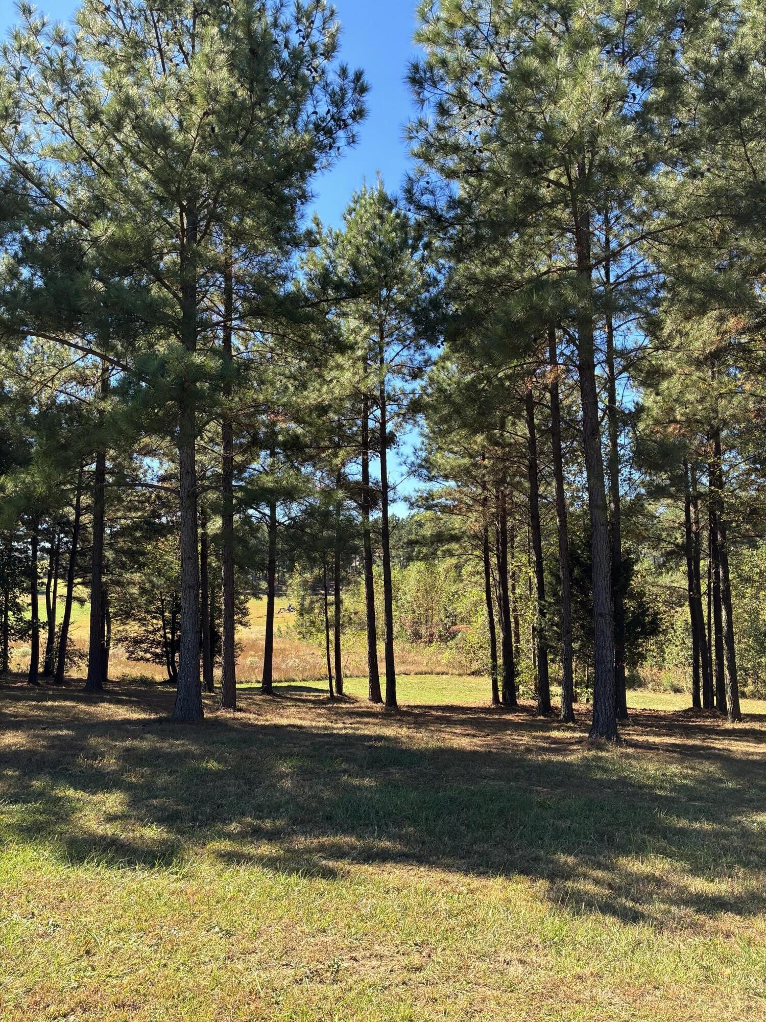 241 Pappy Road Jasper, TN 37347 - Photo 6 of 40