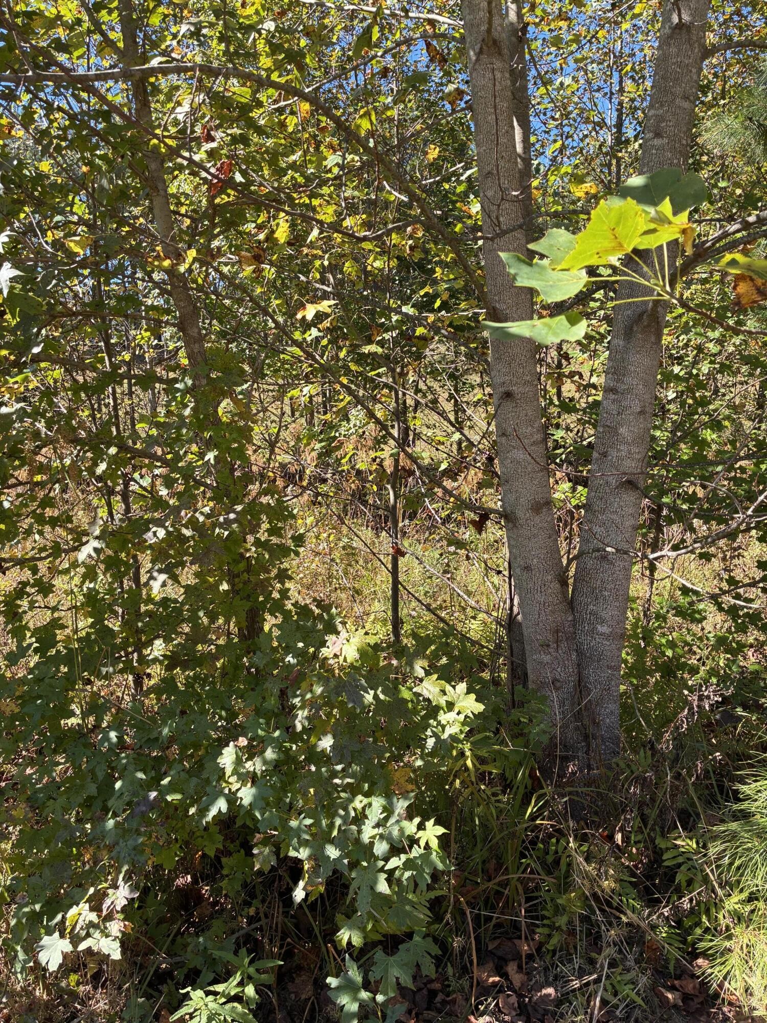 241 Pappy Road Jasper, TN 37347 - Photo 7 of 40 a close up of a tree