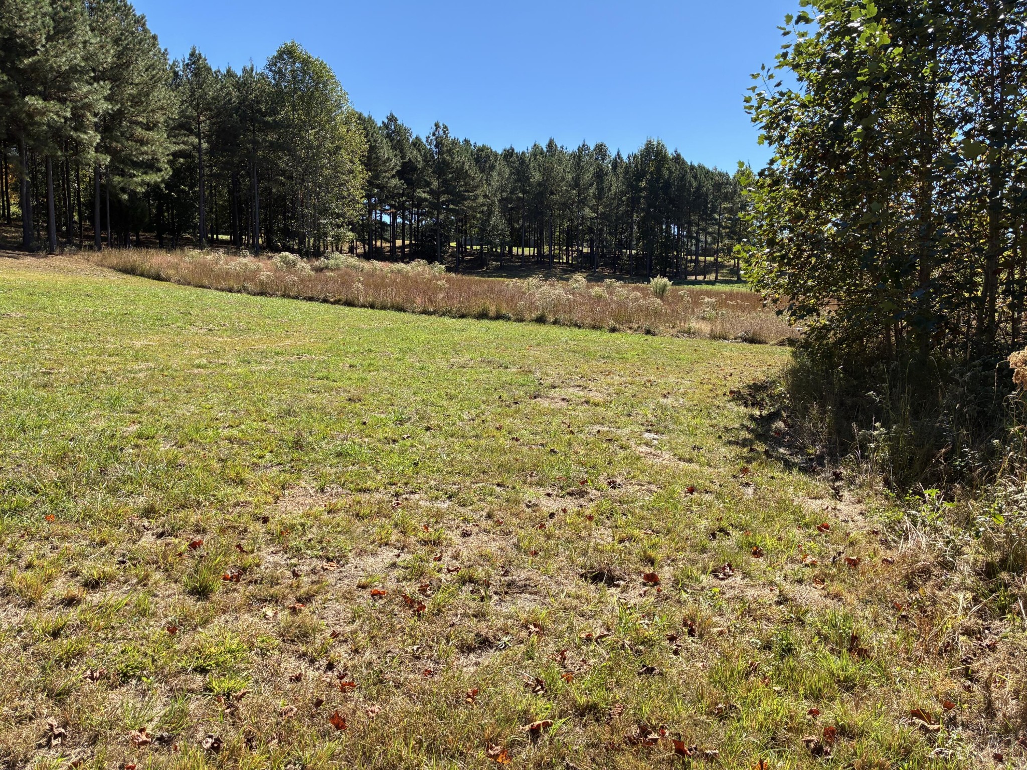 241 Pappy Road Jasper, TN 37347 - Photo 8 of 40 a view of a yard with trees