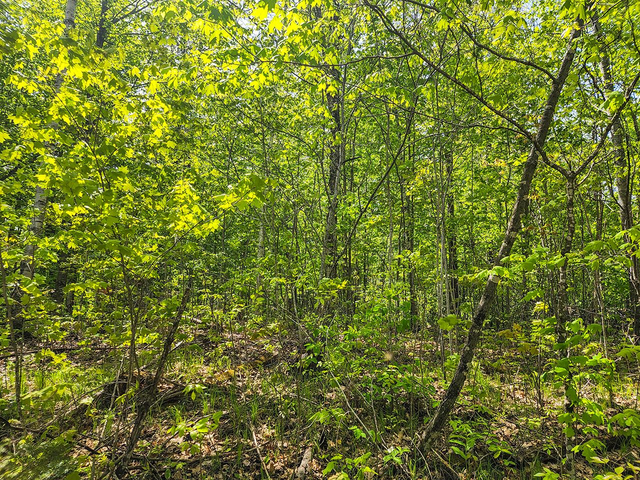 120 Tower Road Rib Lake, WI 54470 - Photo 14 of 16 Gallery Image 14