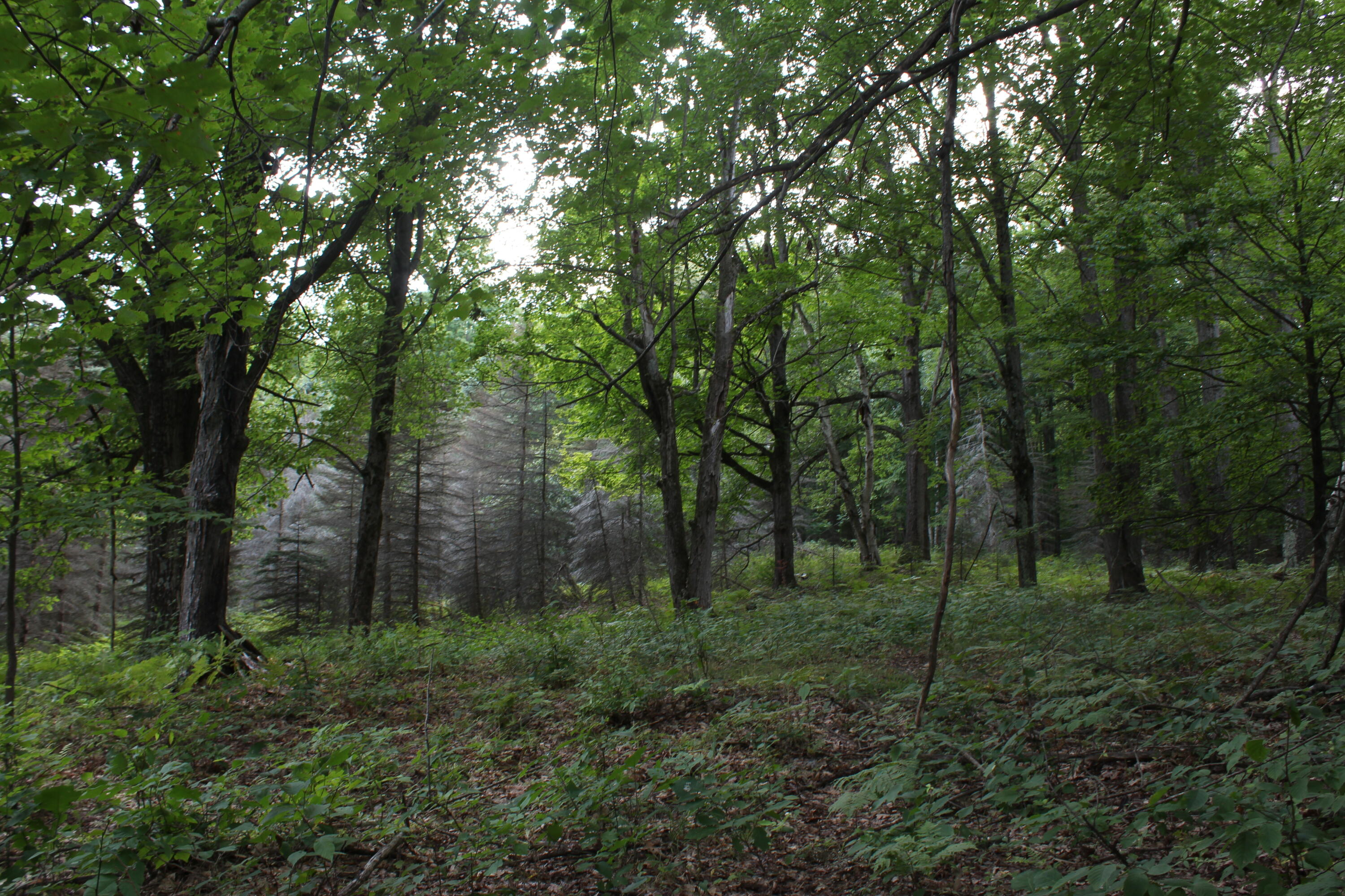 1630 Sanborn Road Mikado, MI 48745 - Photo 51 of 71 Gallery Image 51