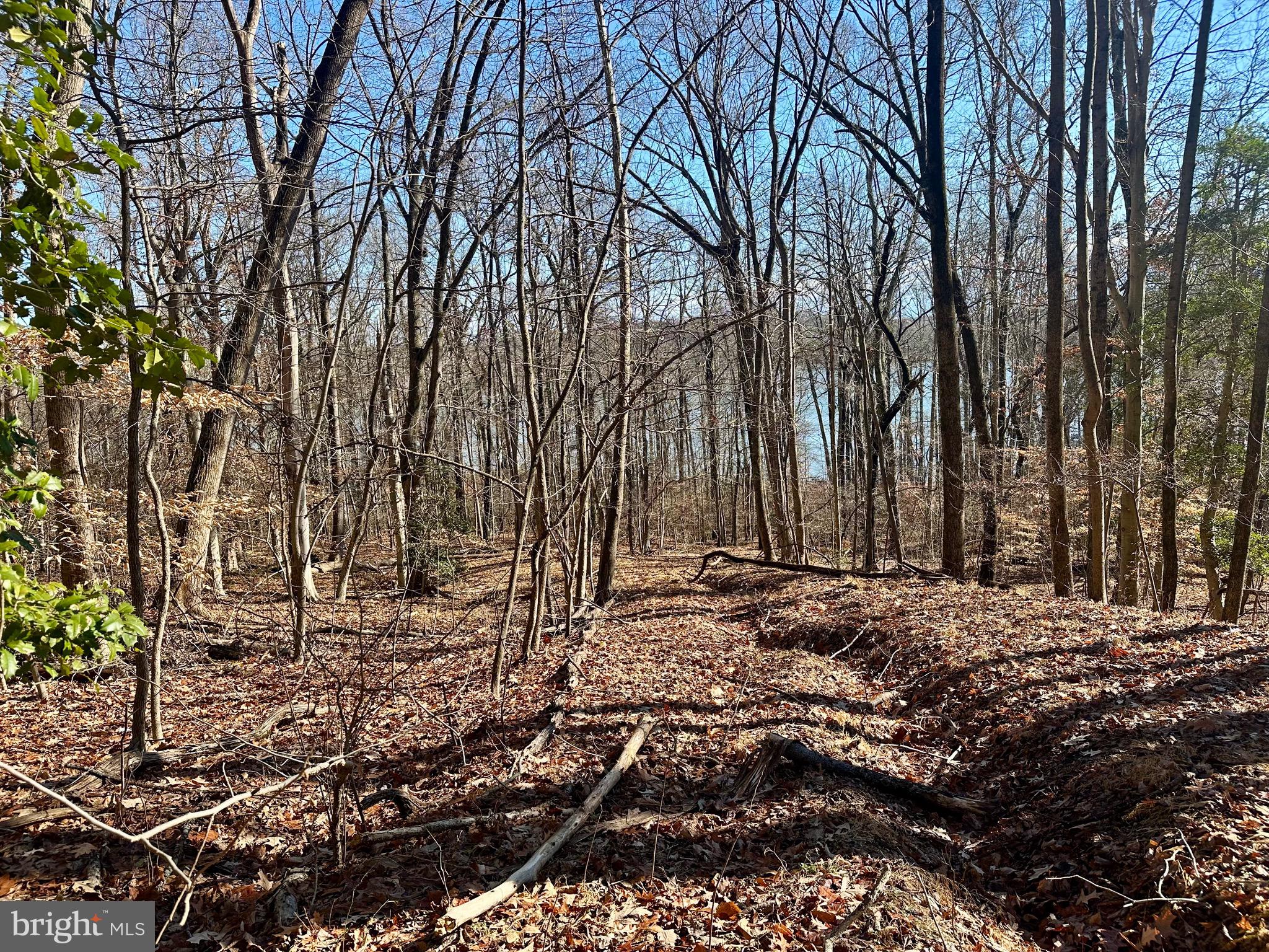 7740 Simms Landing Road Port Tobacco, MD 20677 - Photo 2 of 7 a view of a yard with trees