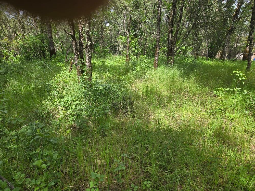 12729 Wolf Road Grass Valley, CA 95949 - Photo 2 of 6