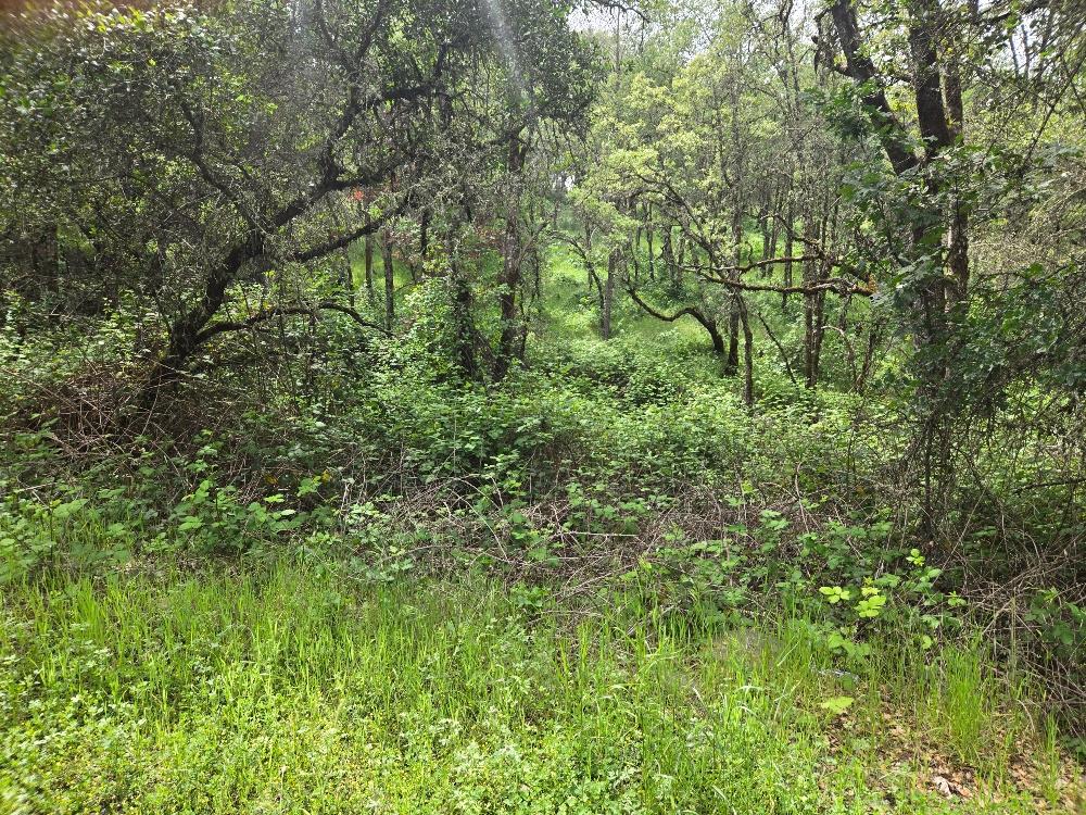 12729 Wolf Road Grass Valley, CA 95949 - Photo 4 of 6