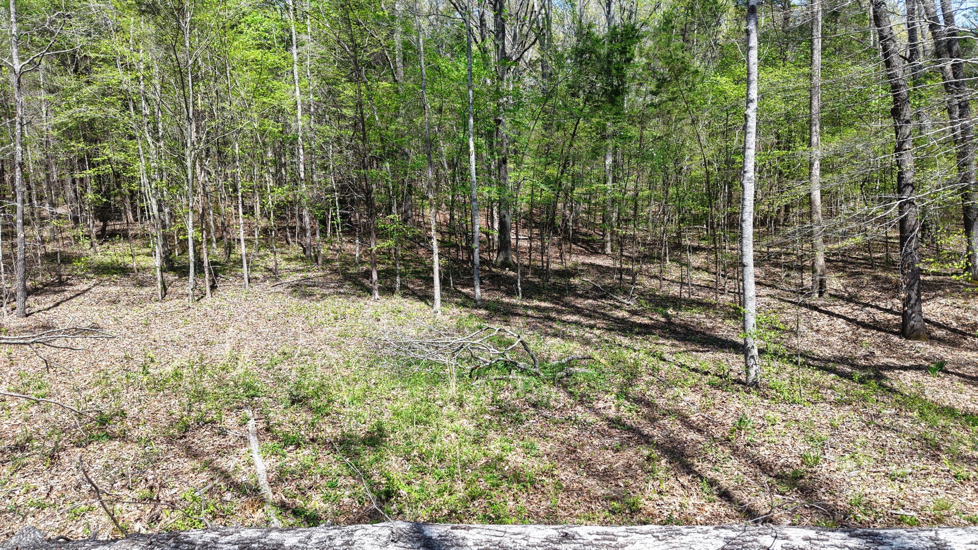 0 Brown Hollow Road Lyles, TN 37098 - Photo 17 of 18